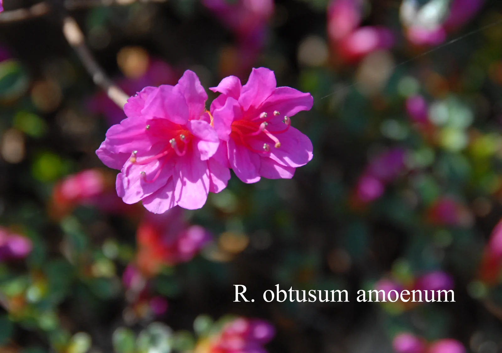 R. 'Amoenum' photo of R. 'Amoenum'. Location: Fearing's Farm Nursery, Abbotsford, BC, Canada. Photo by: Harold Fearing