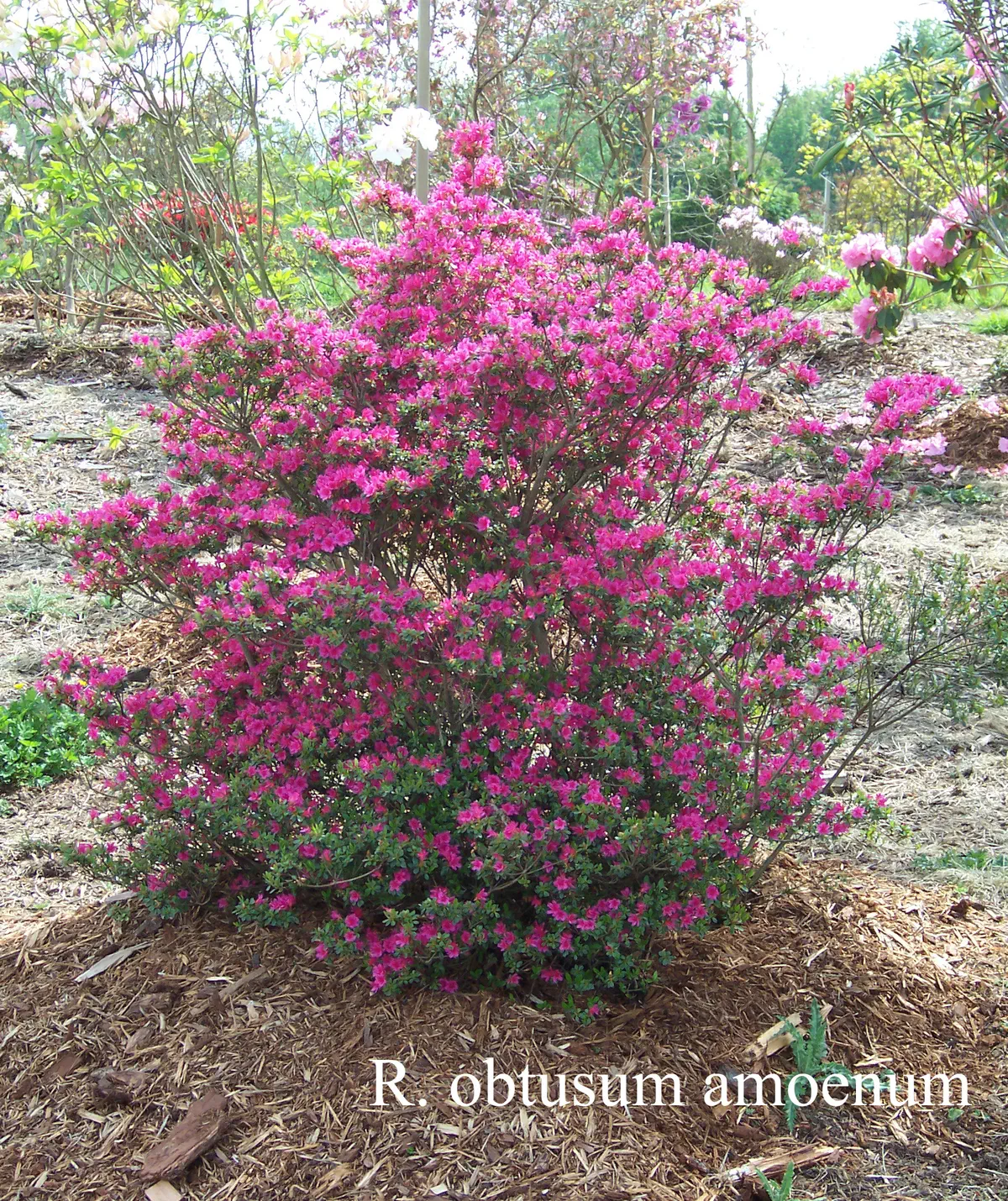 R. 'Amoenum' photo of R. 'Amoenum'. Location: Fearing's Farm Nursery, Abbotsford, BC, Canada. Photo by: Harold Fearing