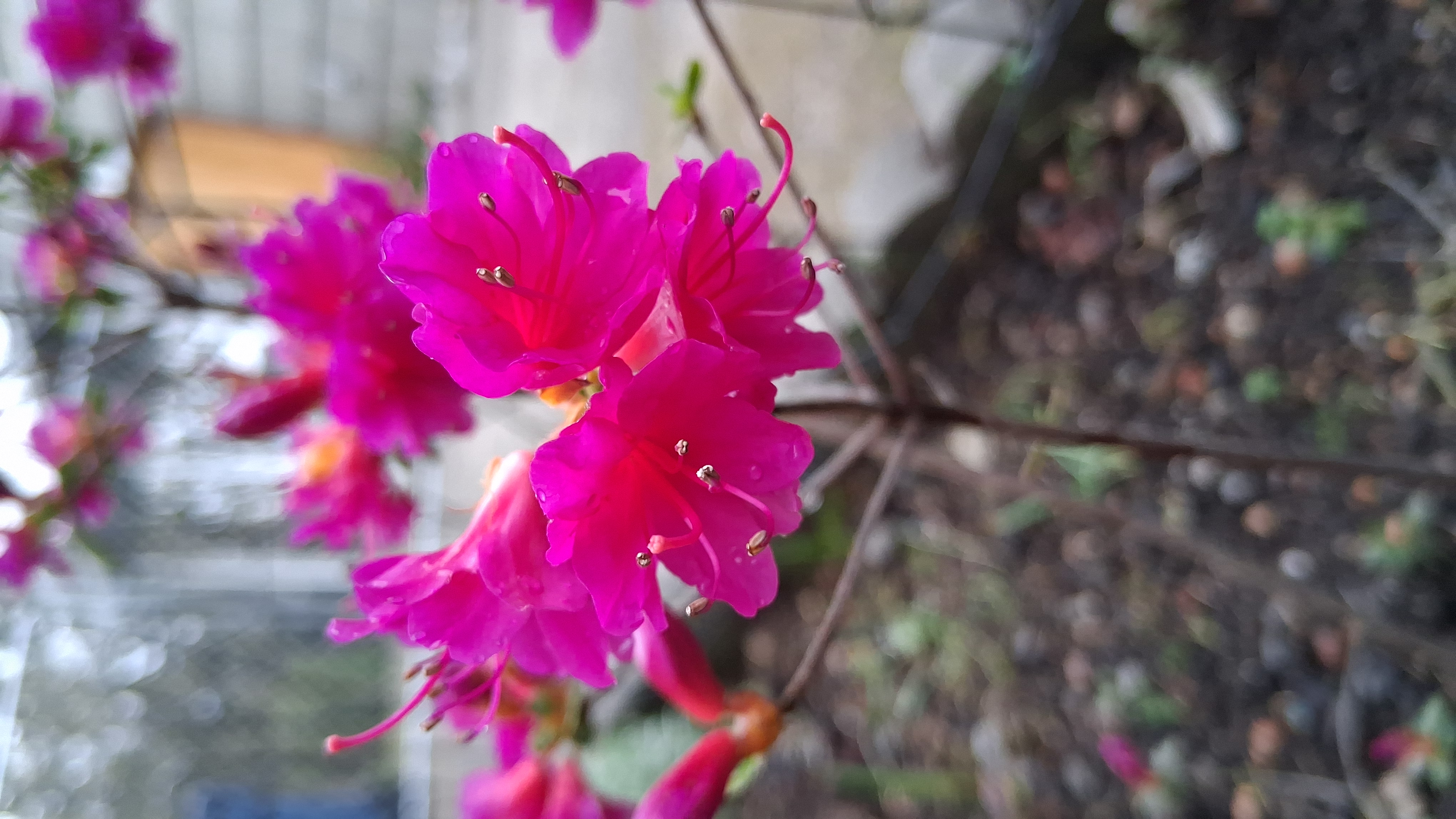 Rhododendron Amoenum photo