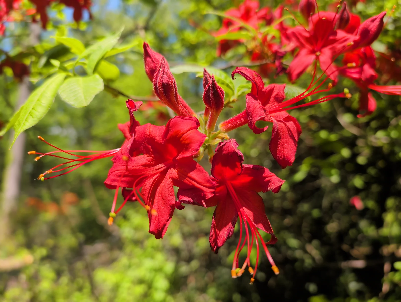 R. 'Royal Lodge' photo of R. 'Royal Lodge'. Flower detail and colour. Location: John J. Tyler Arboretum, Pennsylvania, USA. Photo by: rsaroka
