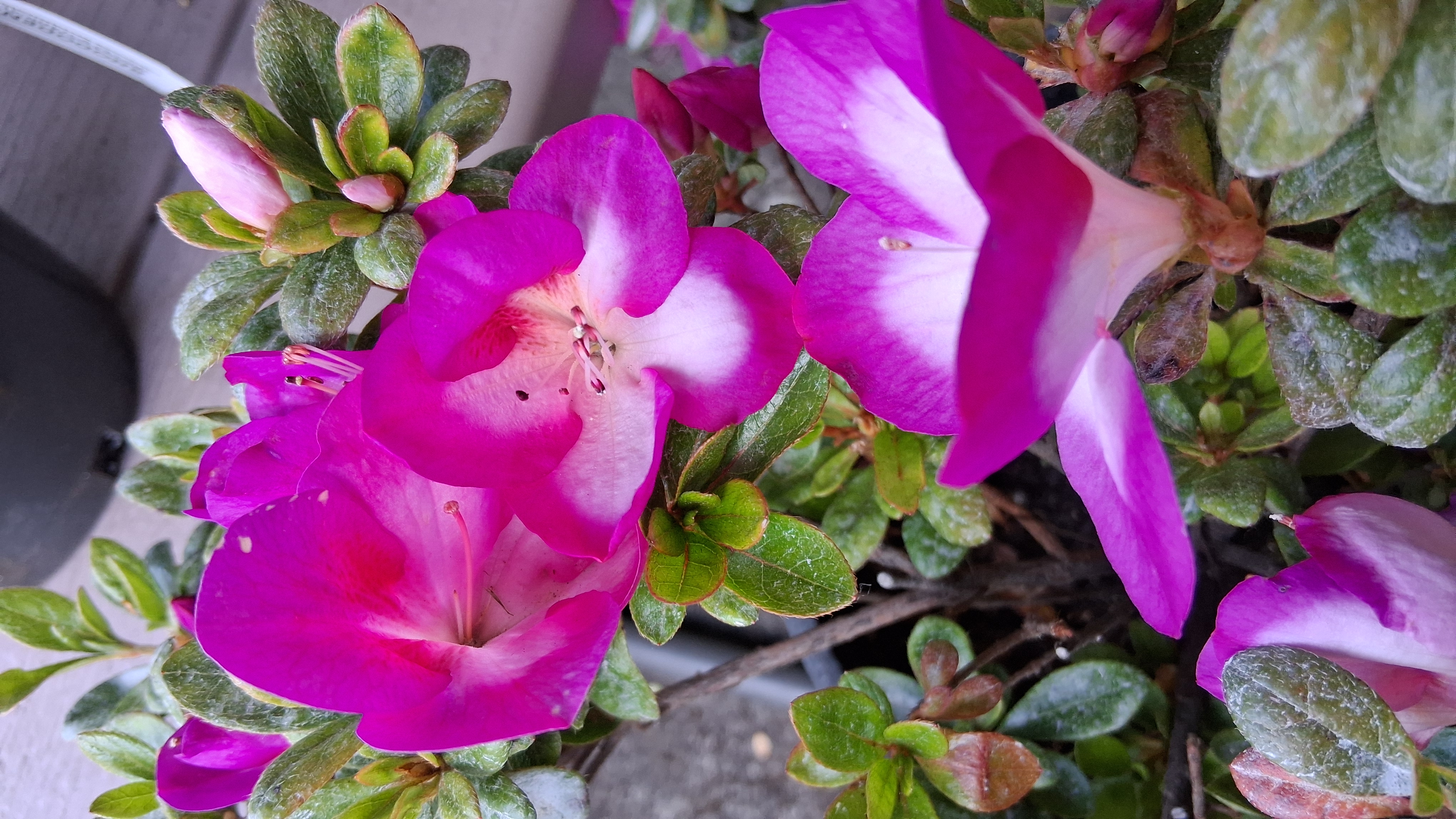 Rhododendron Nuccio's Wild Moon photo