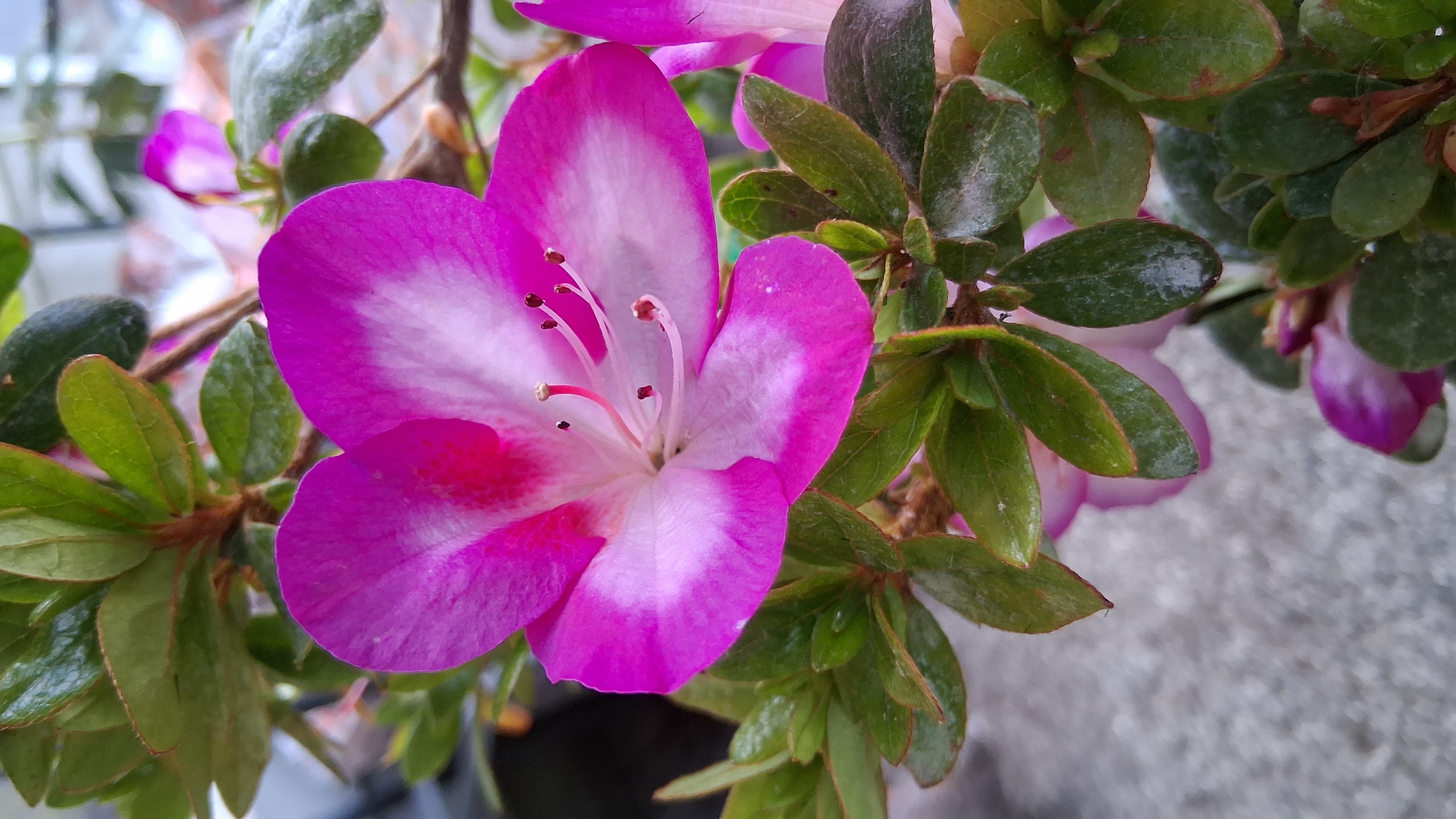 Rhododendron Nuccio's Wild Moon photo