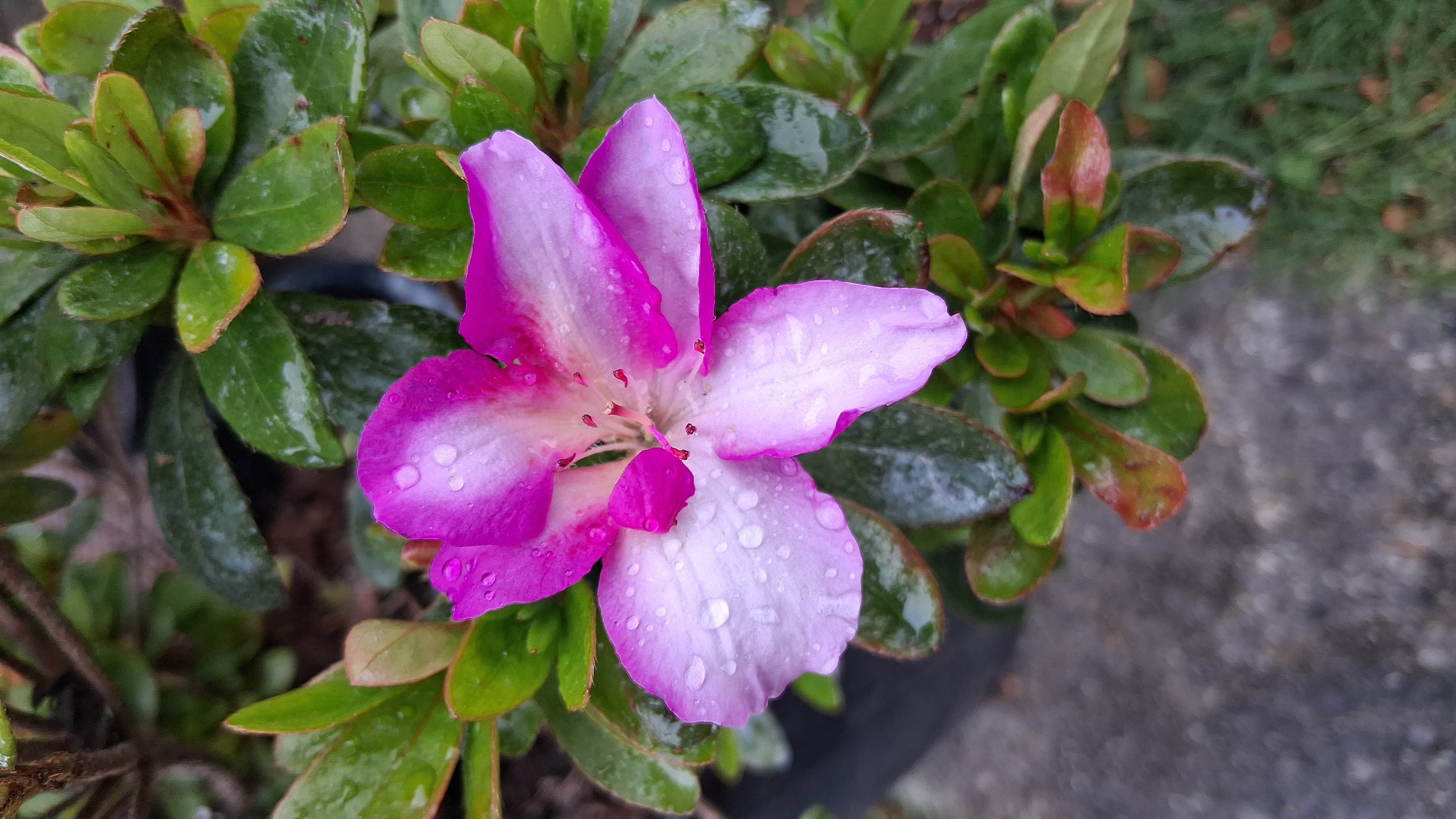 Rhododendron Nuccio's Wild Moon photo
