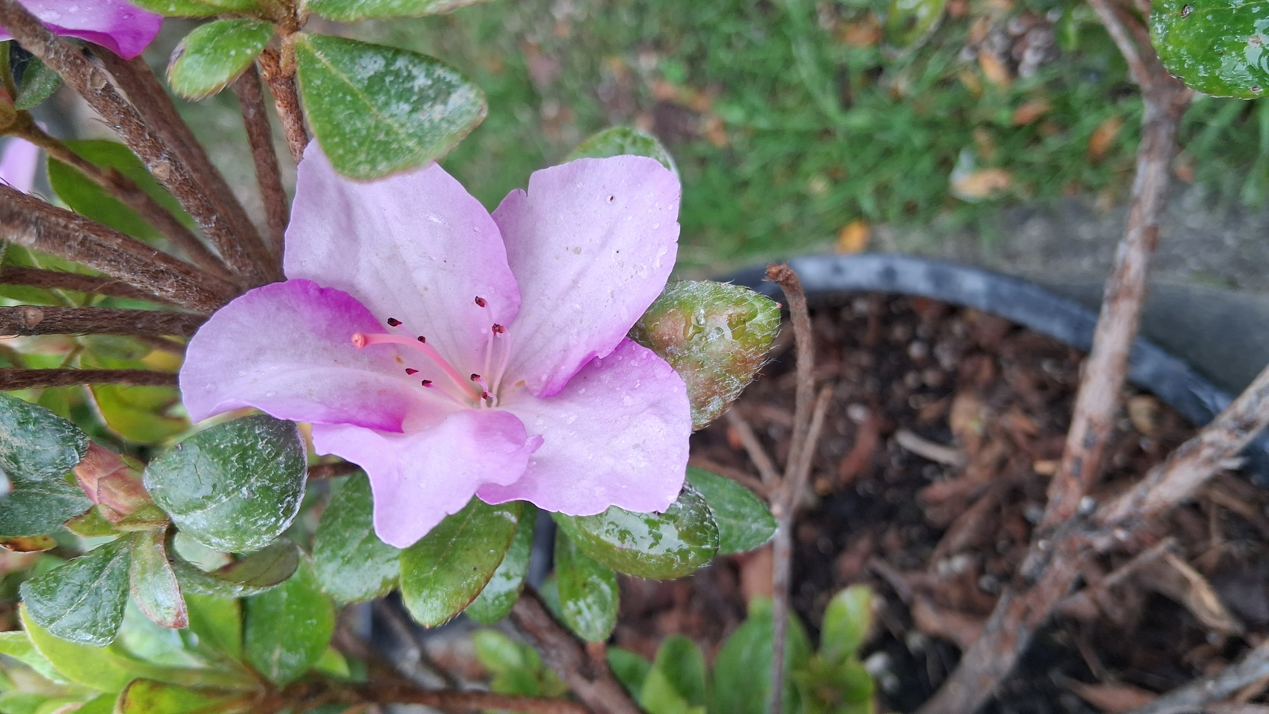 Rhododendron Nuccio's Wild Moon photo