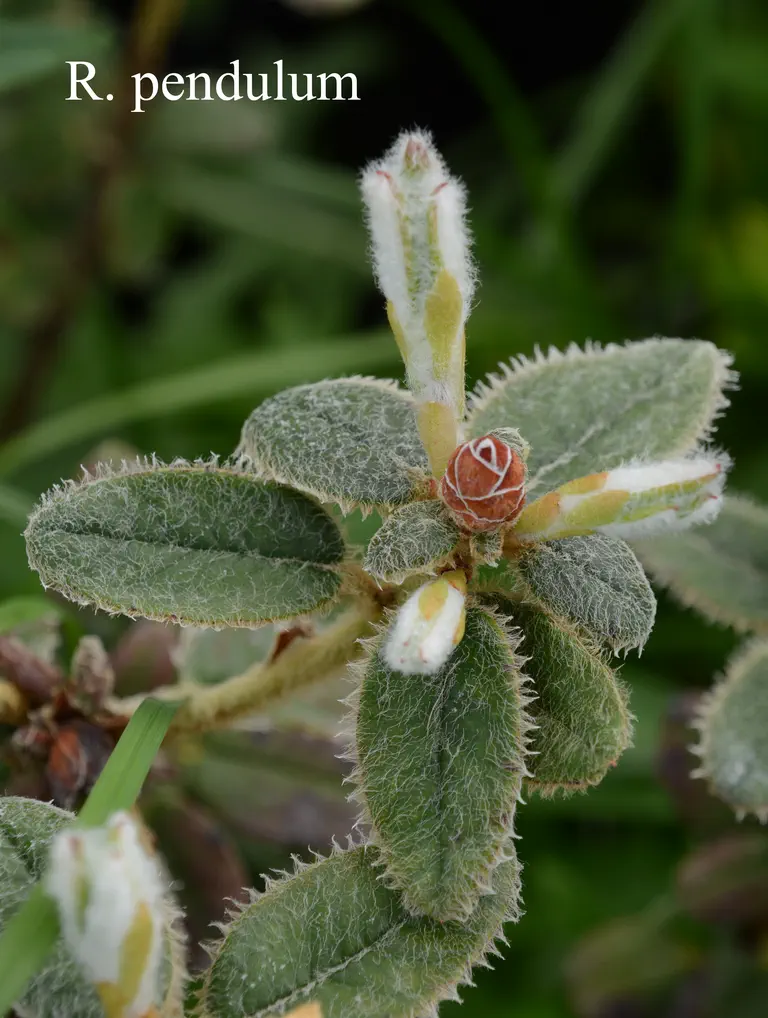 Photo of R. pendulum, Species