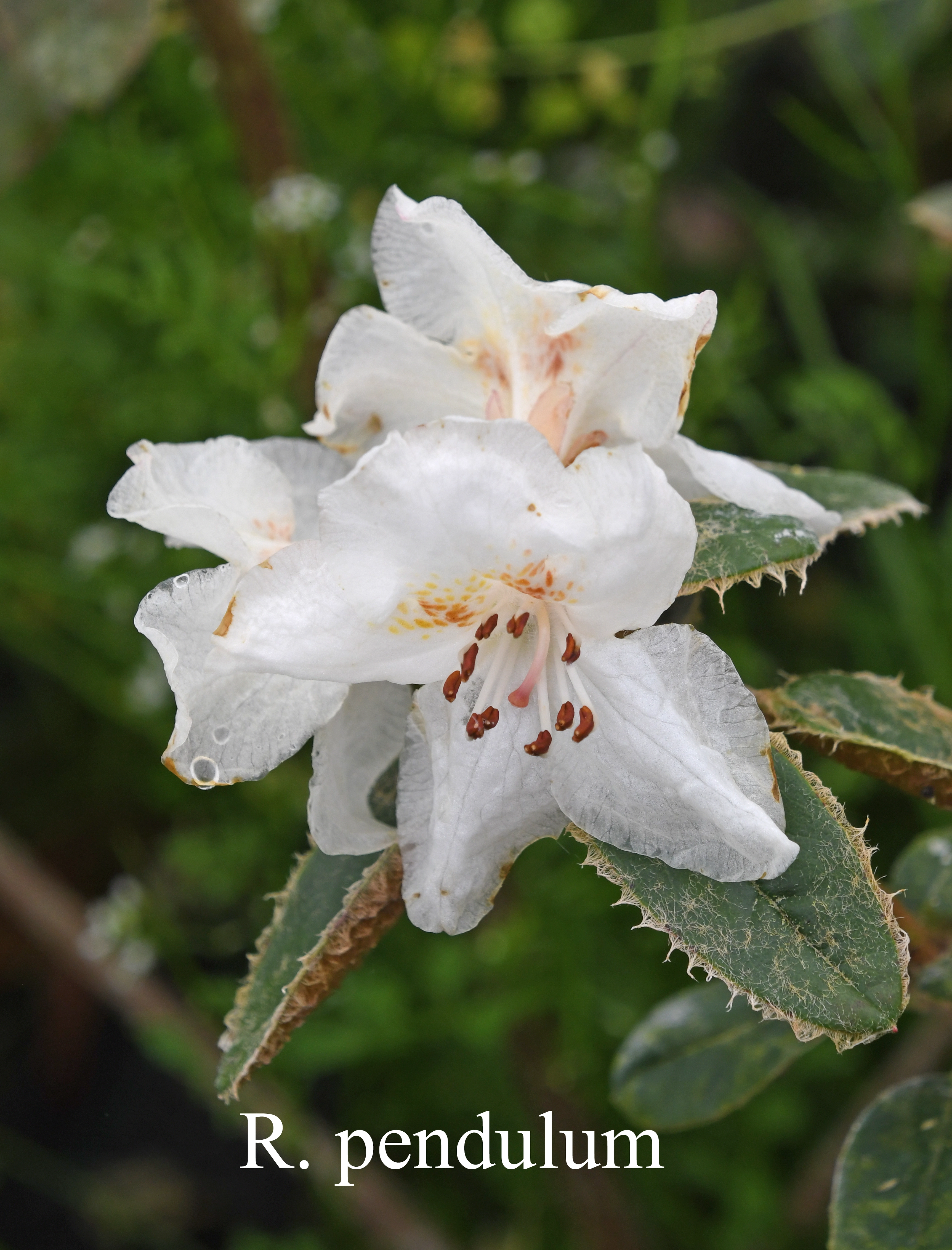 Rhododendron pendulum photo