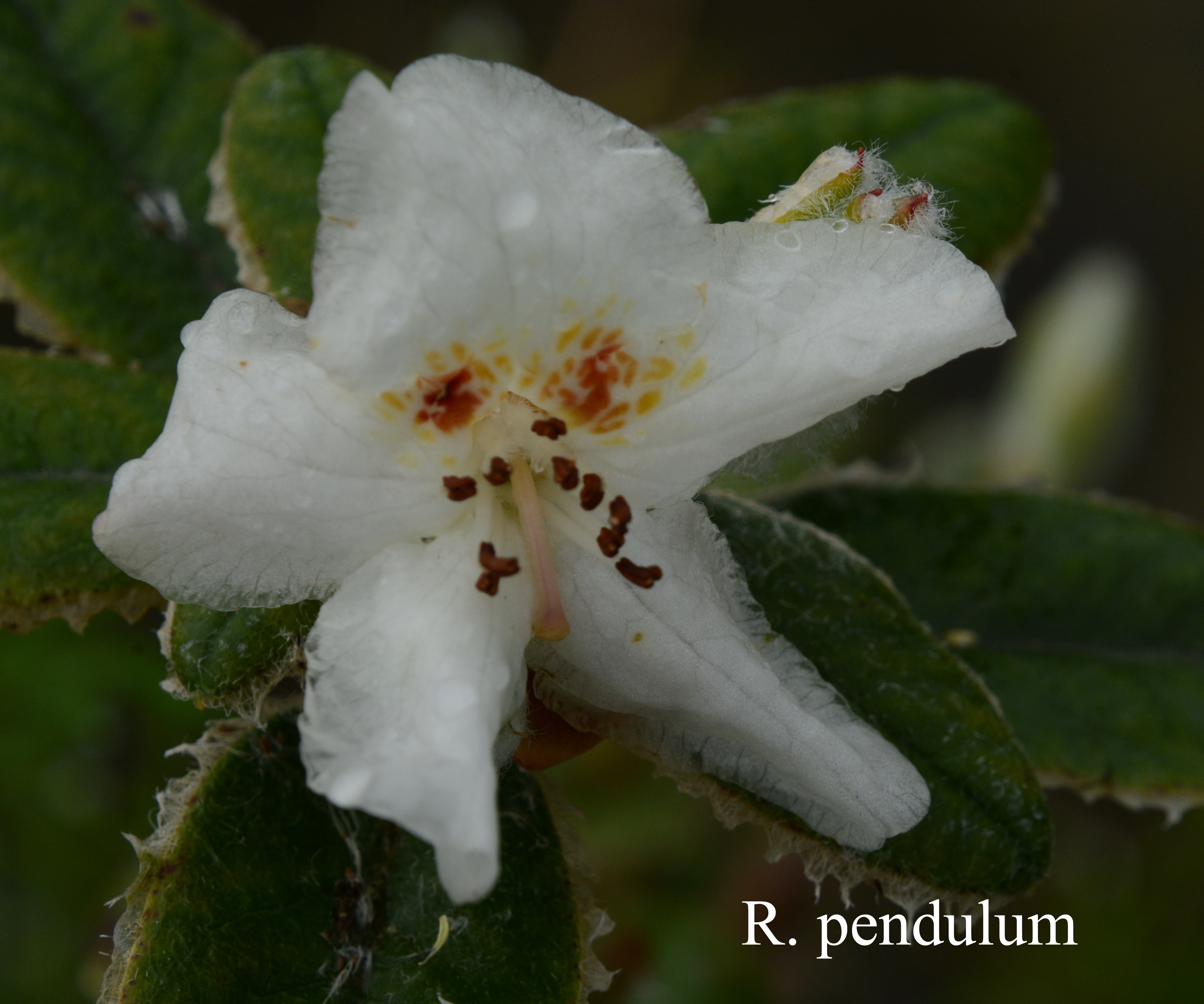 Rhododendron pendulum photo