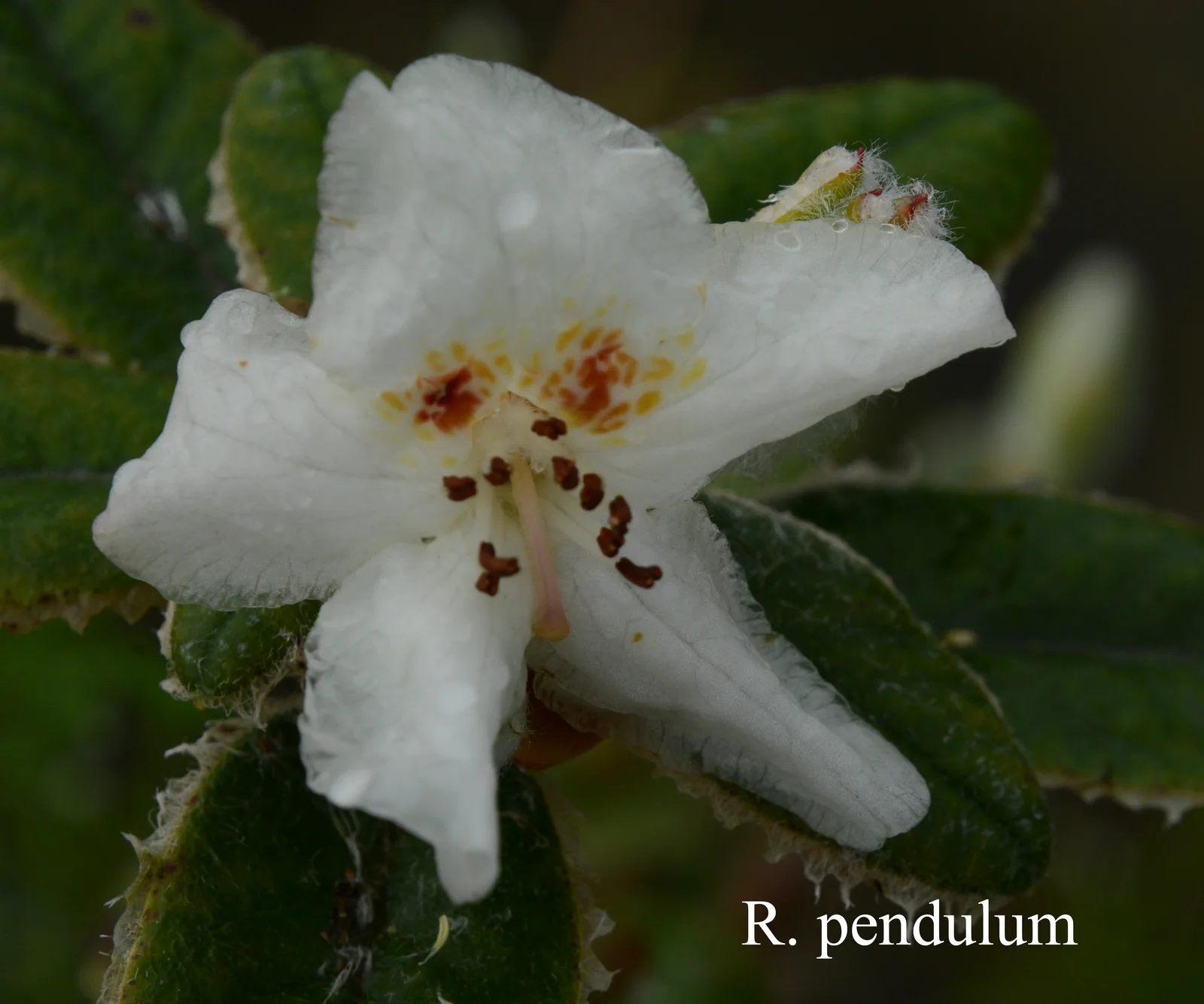 R. pendulum photo of R. pendulum. Location: Fearing's Farm Nursery, Abbotsford, BC, Canada. Photo by: Harold Fearing