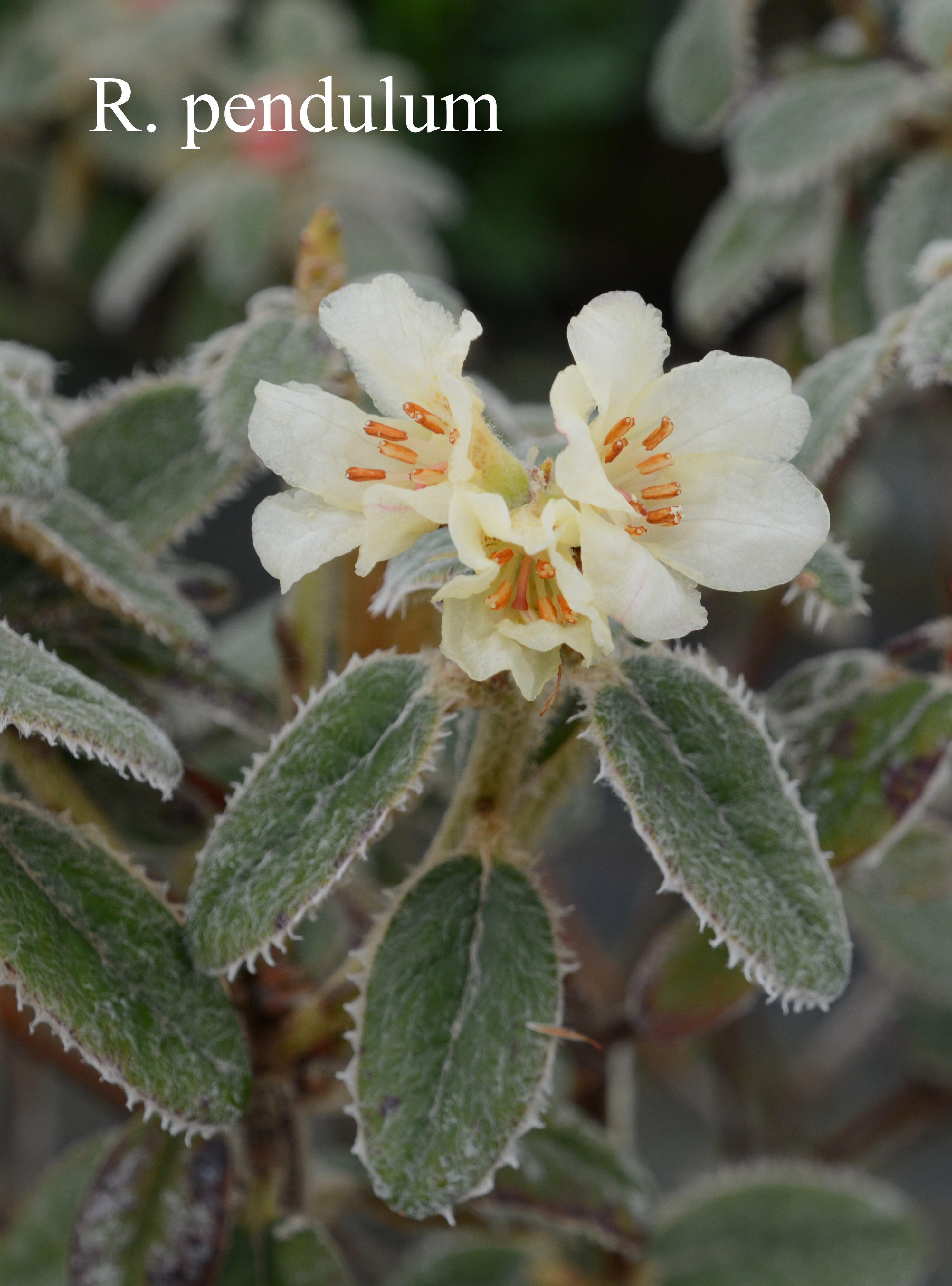 Rhododendron pendulum photo