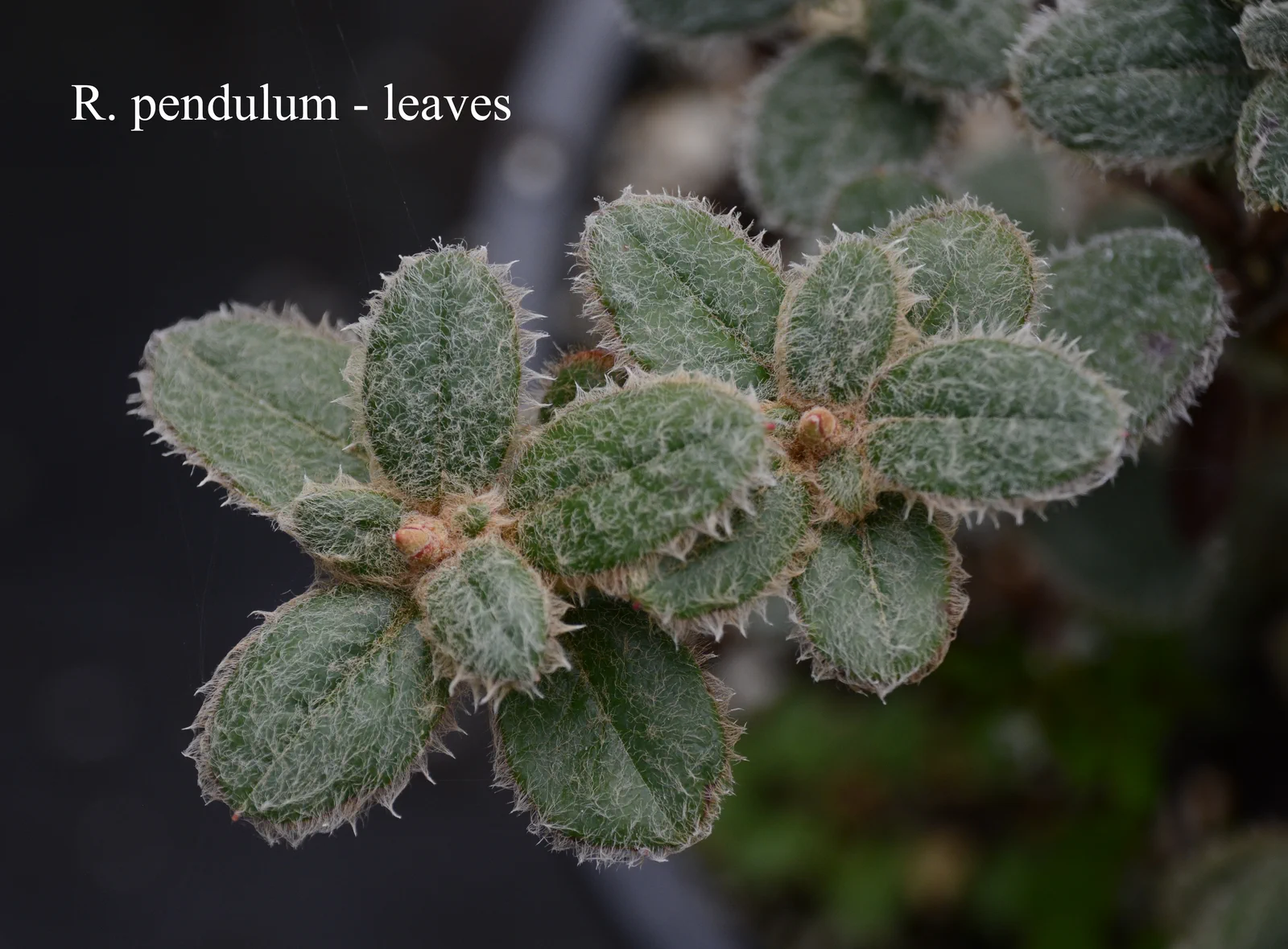 R. pendulum photo of R. pendulum. Leaves. Location: Fearing's Farm Nursery, Abbotsford, BC, Canada. Photo by: Harold Fearing