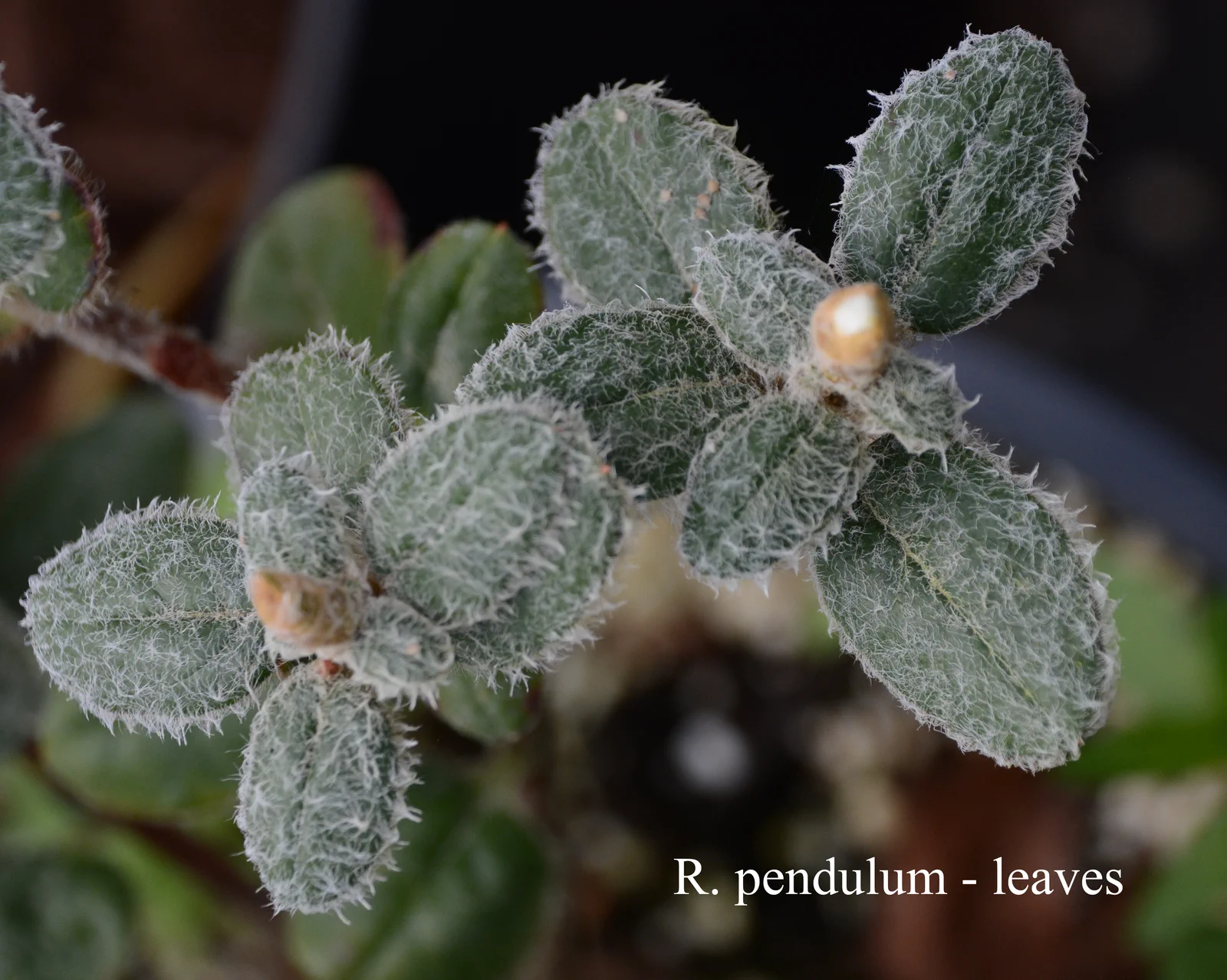 R. pendulum photo of R. pendulum. Leaves. Location: Fearing's Farm Nursery, Abbotsford, BC, Canada. Photo by: Harold Fearing