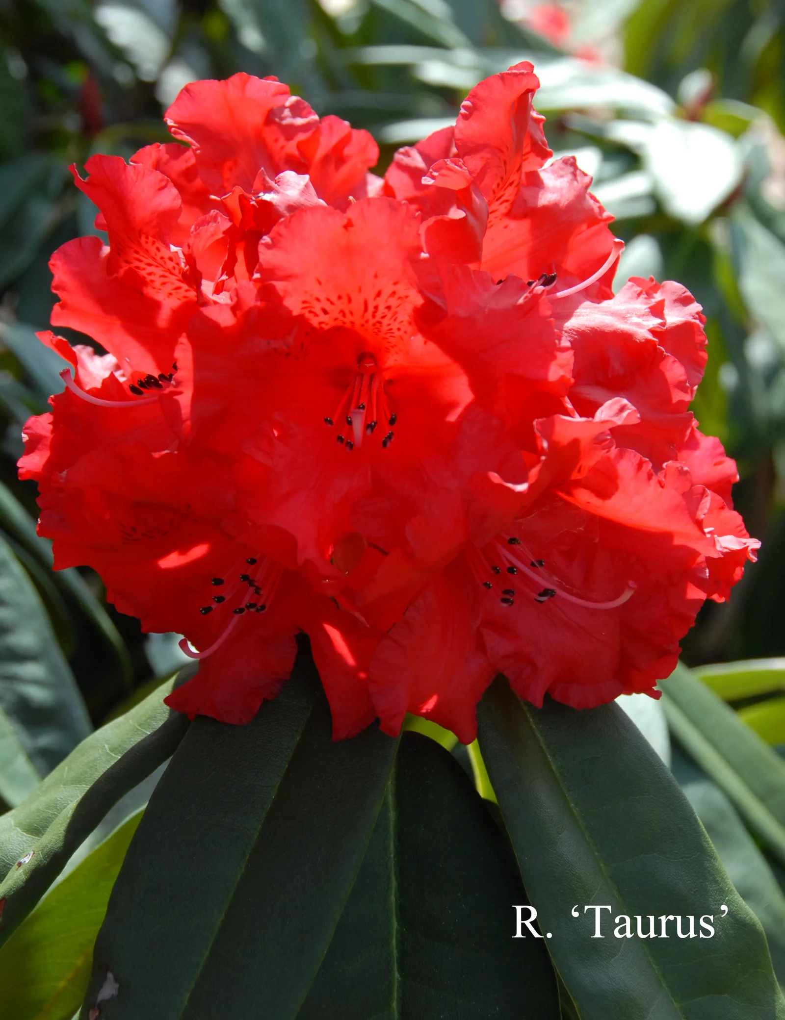 R. 'Taurus' photo of R. 'Taurus'. Location: Fearing's Farm Nursery, Abbotsford, BC, Canada. Photo by: Harold Fearing