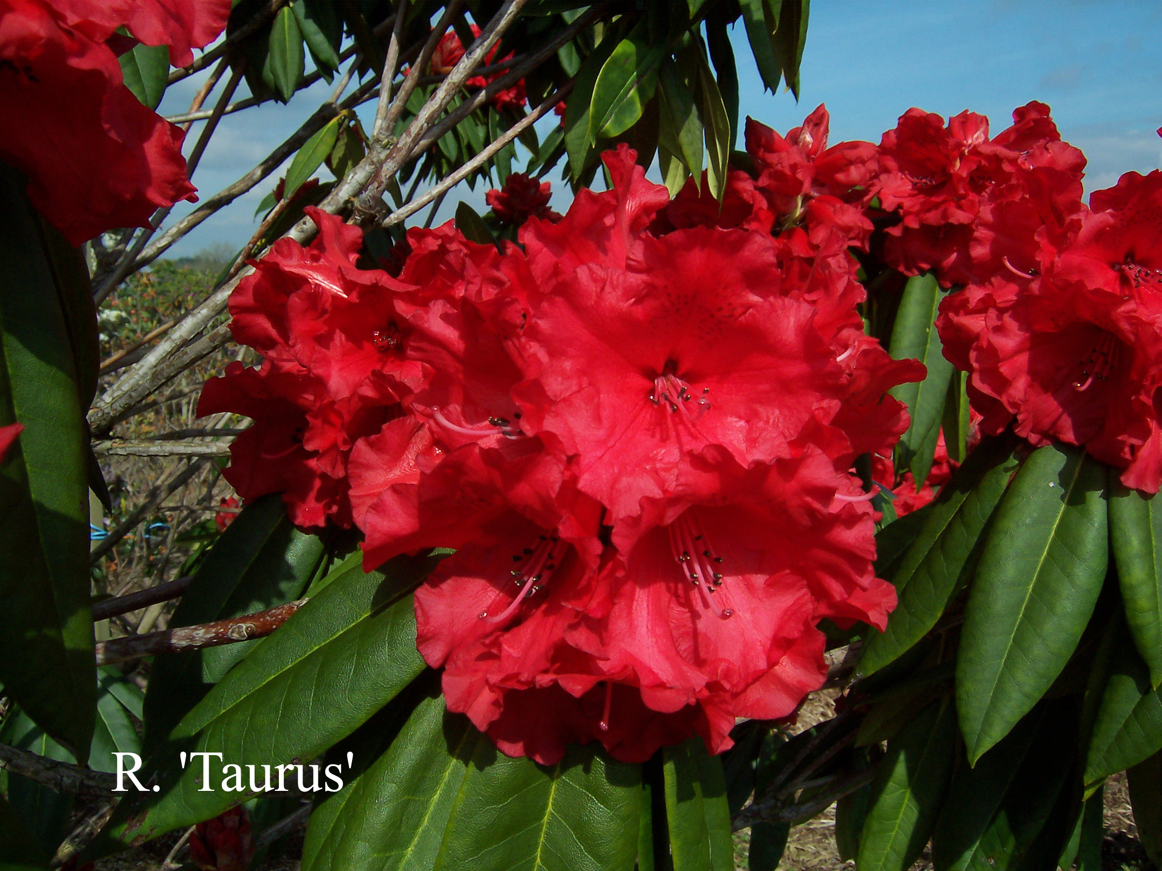 Rhododendron Taurus photo