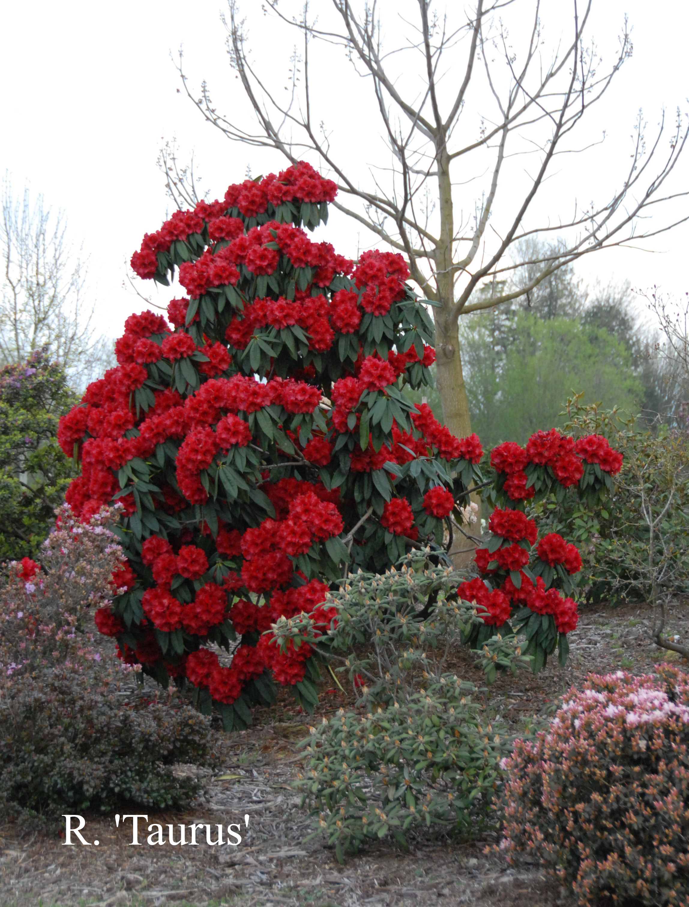 Rhododendron Taurus photo