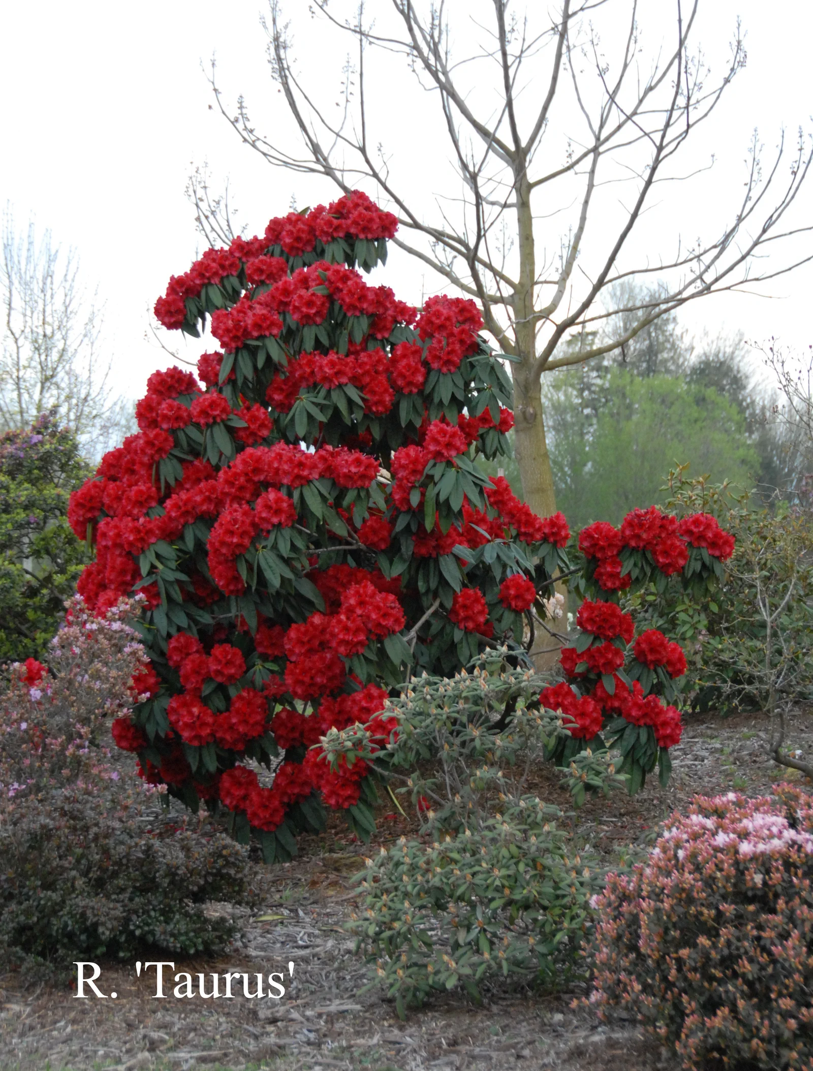 R. 'Taurus' photo of R. 'Taurus'. Location: Fearing's Farm Nursery, Abbotsford, BC, Canada. Photo by: Harold Fearing