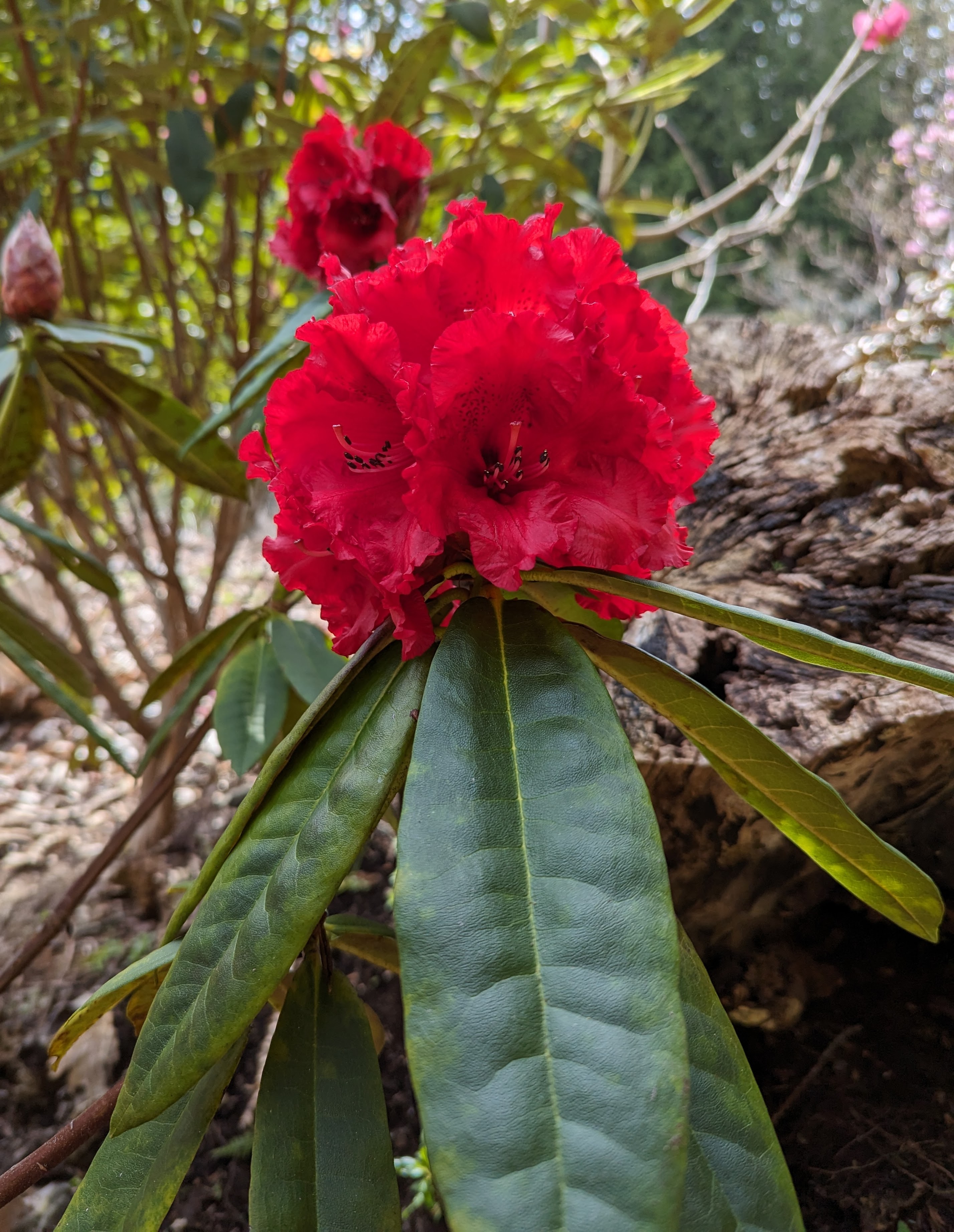 Rhododendron Taurus photo