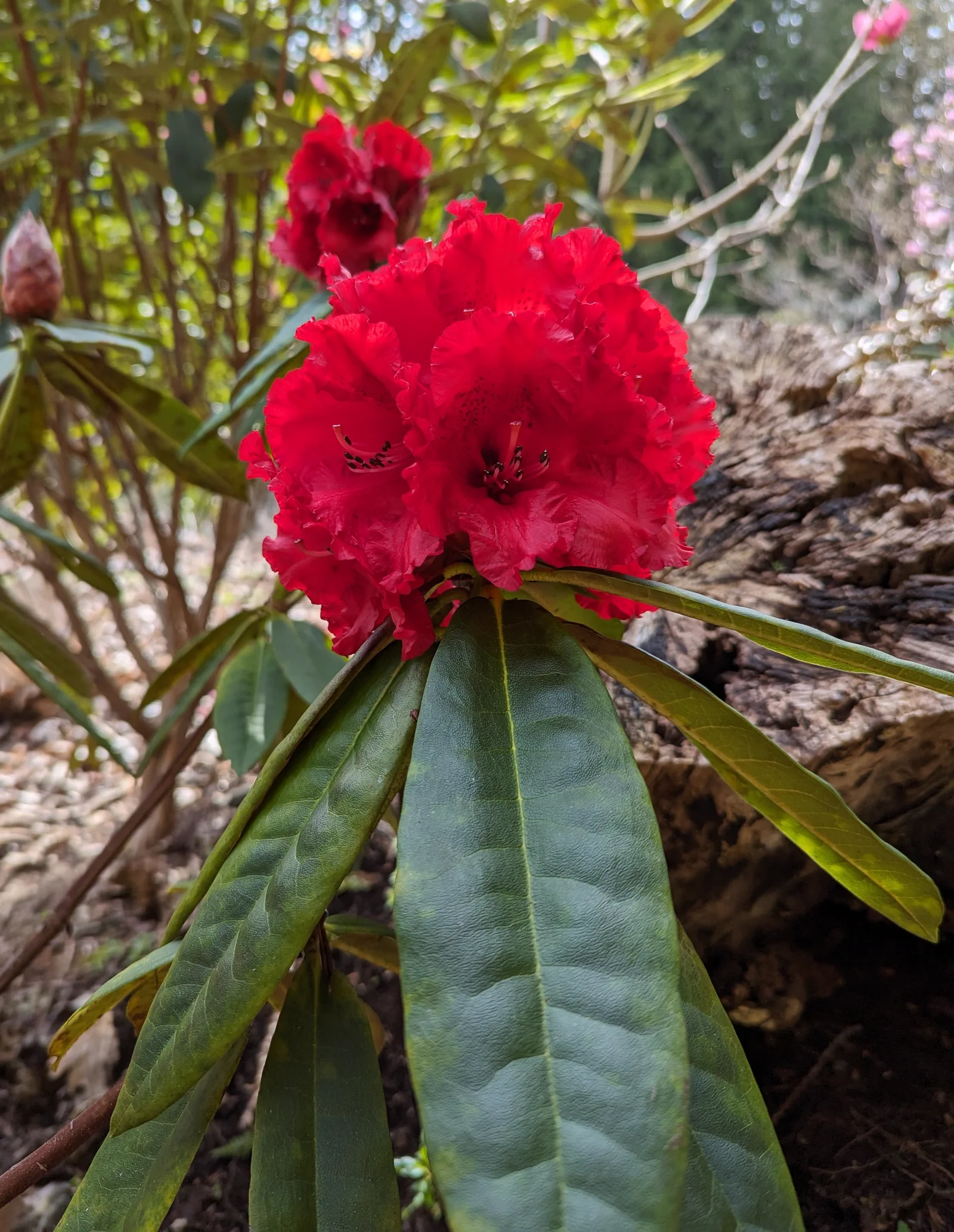 R. 'Taurus' photo of R. 'Taurus'. Truss, flower detail, and leaf surface.. Location: Shirley, South Vancouver Island, BC, Canada. Photo by: John Verwolf