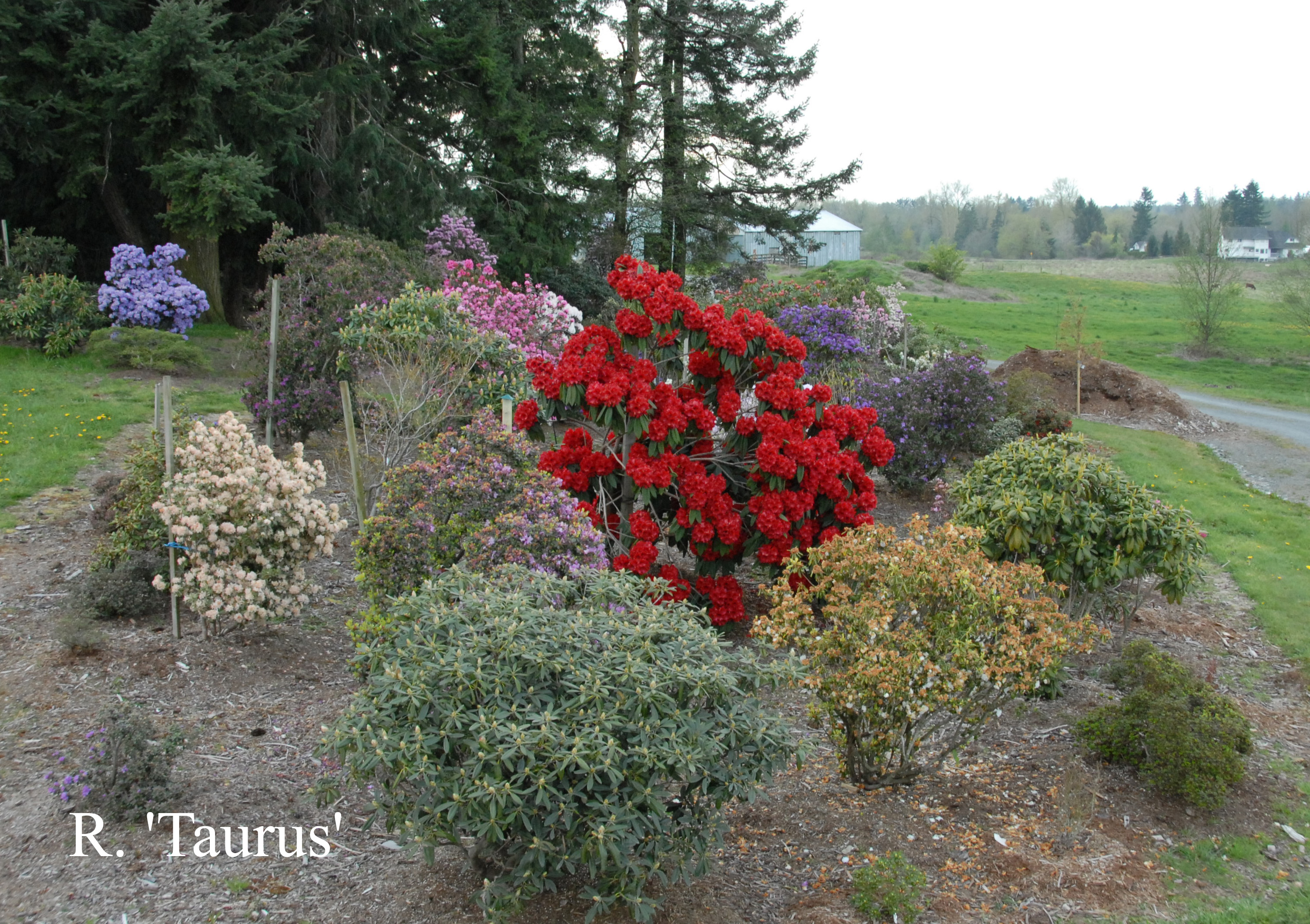 Rhododendron Taurus photo