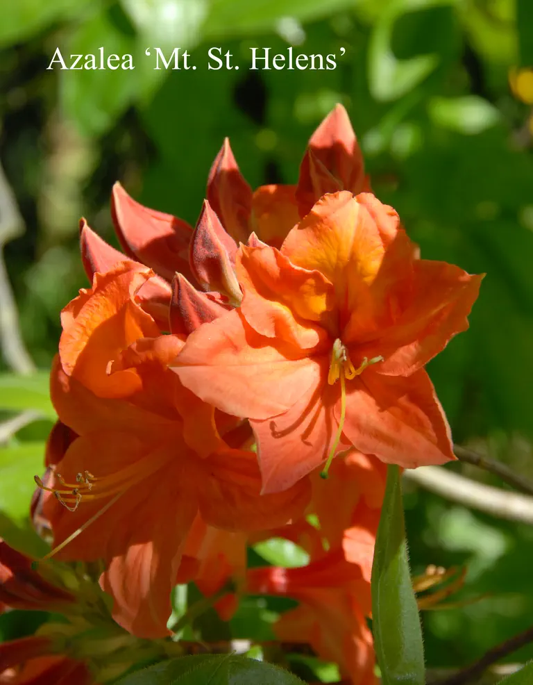 Photo of R. 'Mount Saint Helens', Deciduous Azalea Hybrid