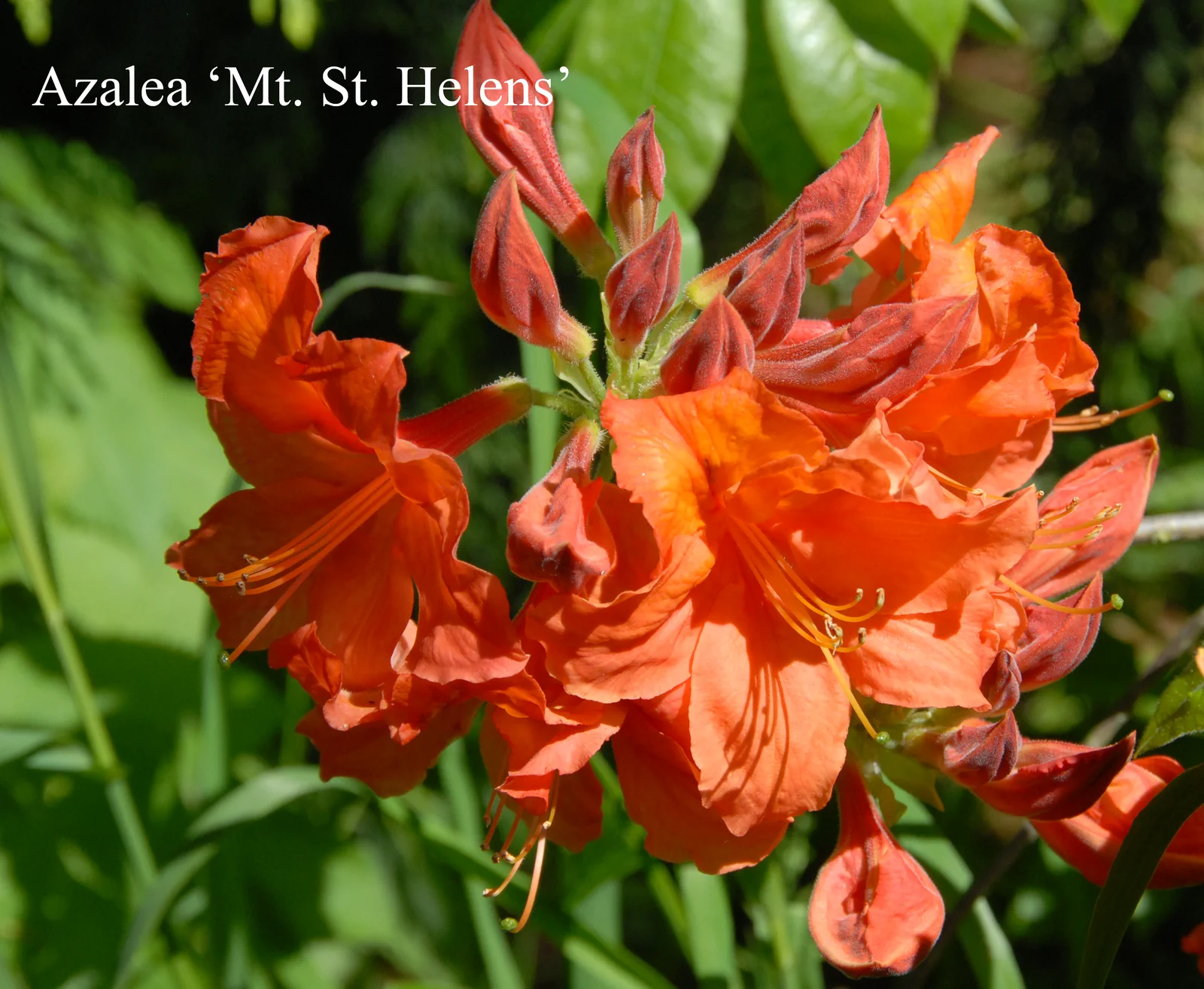 R. 'Mount Saint Helens' photo of R. 'Mount Saint Helens'. Location: Fearing's Farm Nursery, Abbotsford, BC, Canada. Photo by: Harold Fearing