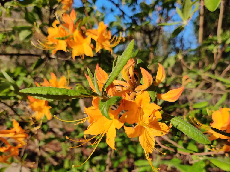 Photo of R. 'Austrinum Gold', Deciduous Azalea Hybrid