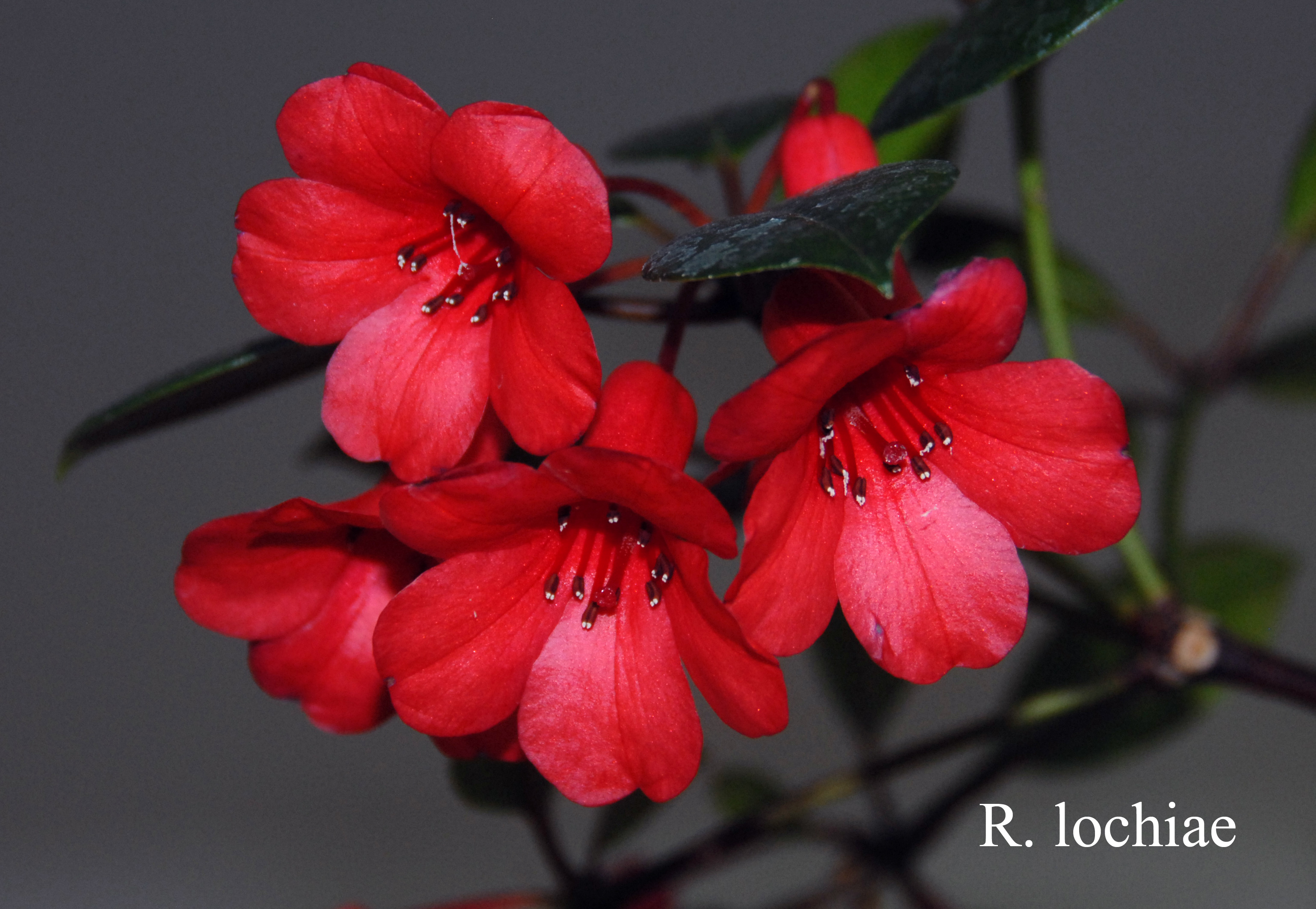 Rhododendron lochiae photo