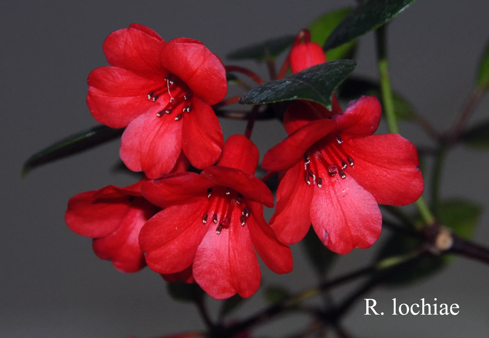 R. lochiae photo of R. lochiae. vireya. Location: Fearing's Farm Nursery, Abbotsford, BC, Canada. Photo by: Harold Fearing