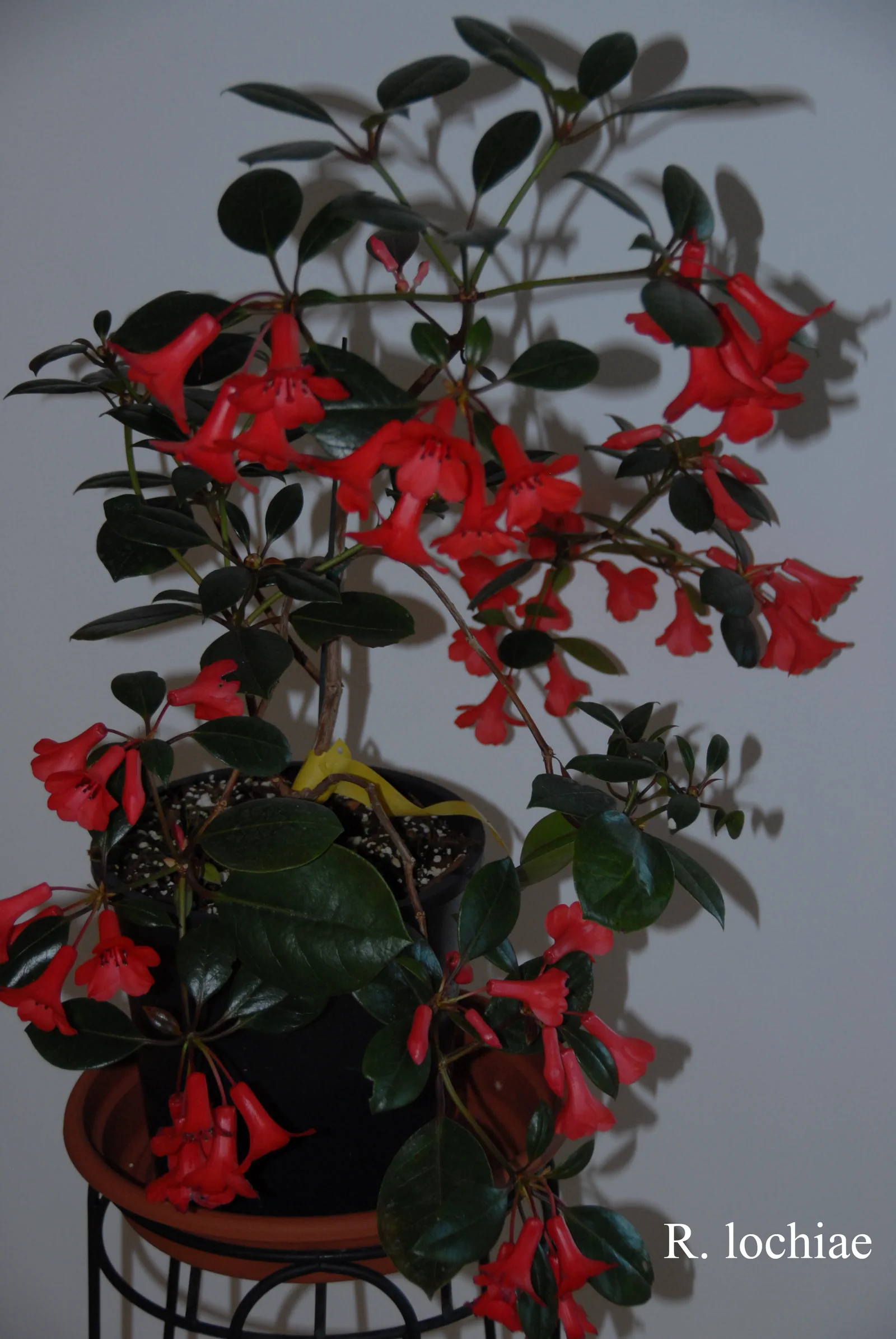 R. lochiae photo of R. lochiae. vireya. Location: Fearing's Farm Nursery, Abbotsford, BC, Canada. Photo by: Harold Fearing