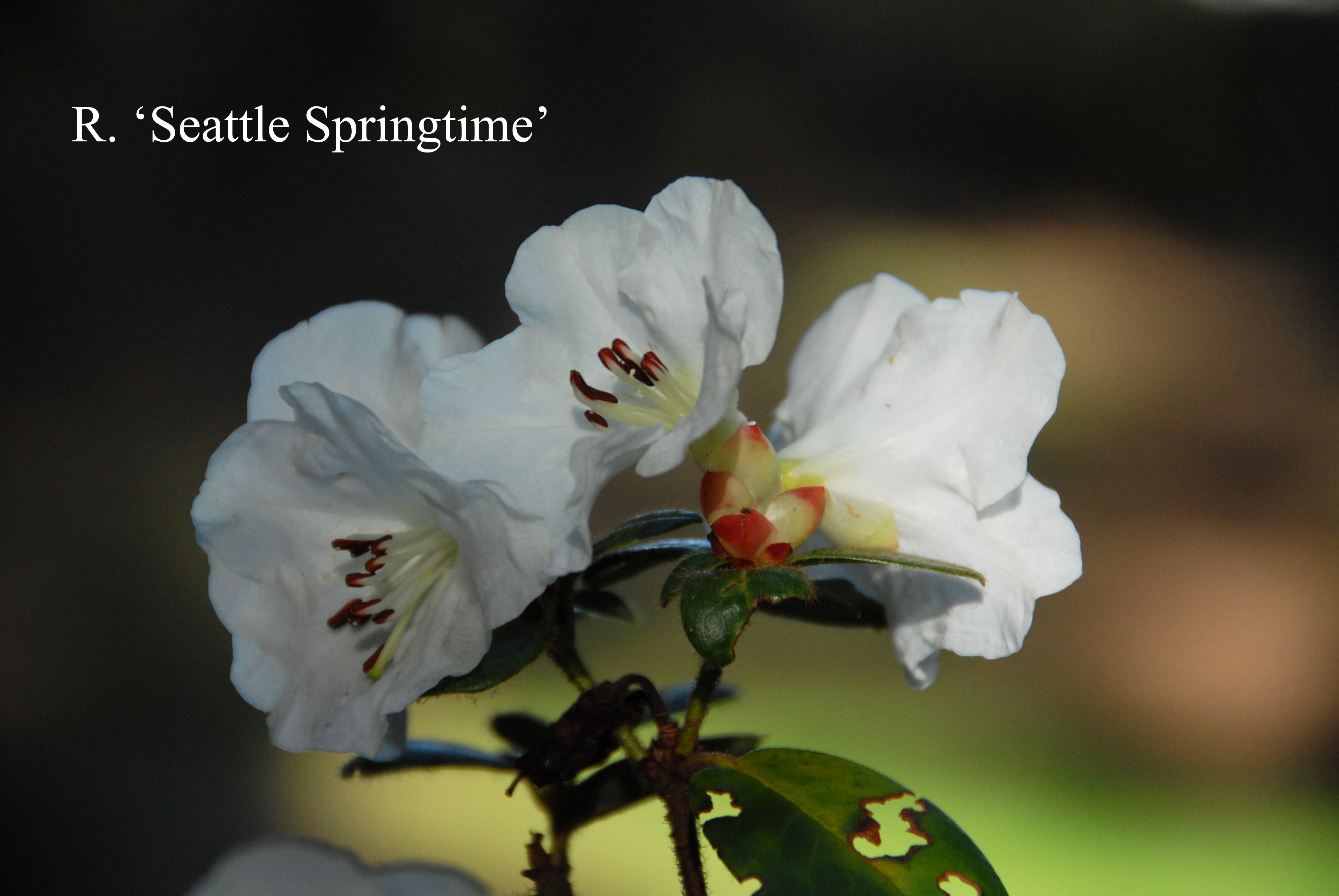 Rhododendron Seattle Springtime photo