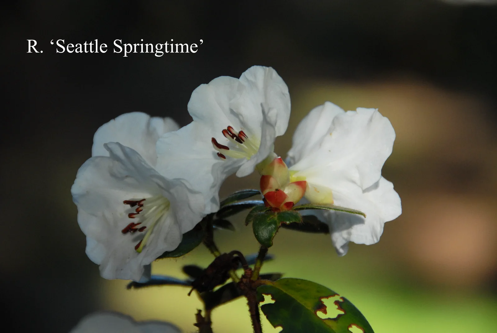 R. 'Seattle Springtime' photo of R. 'Seattle Springtime'. Location: Fearing's Farm Nursery, Abbotsford, BC, Canada. Photo by: Harold Fearing