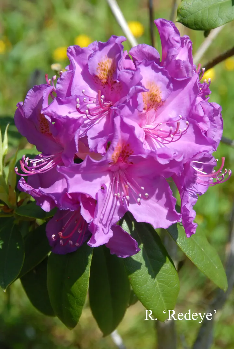 Photo of R. 'Red Eye', Rhododendron Hybrid