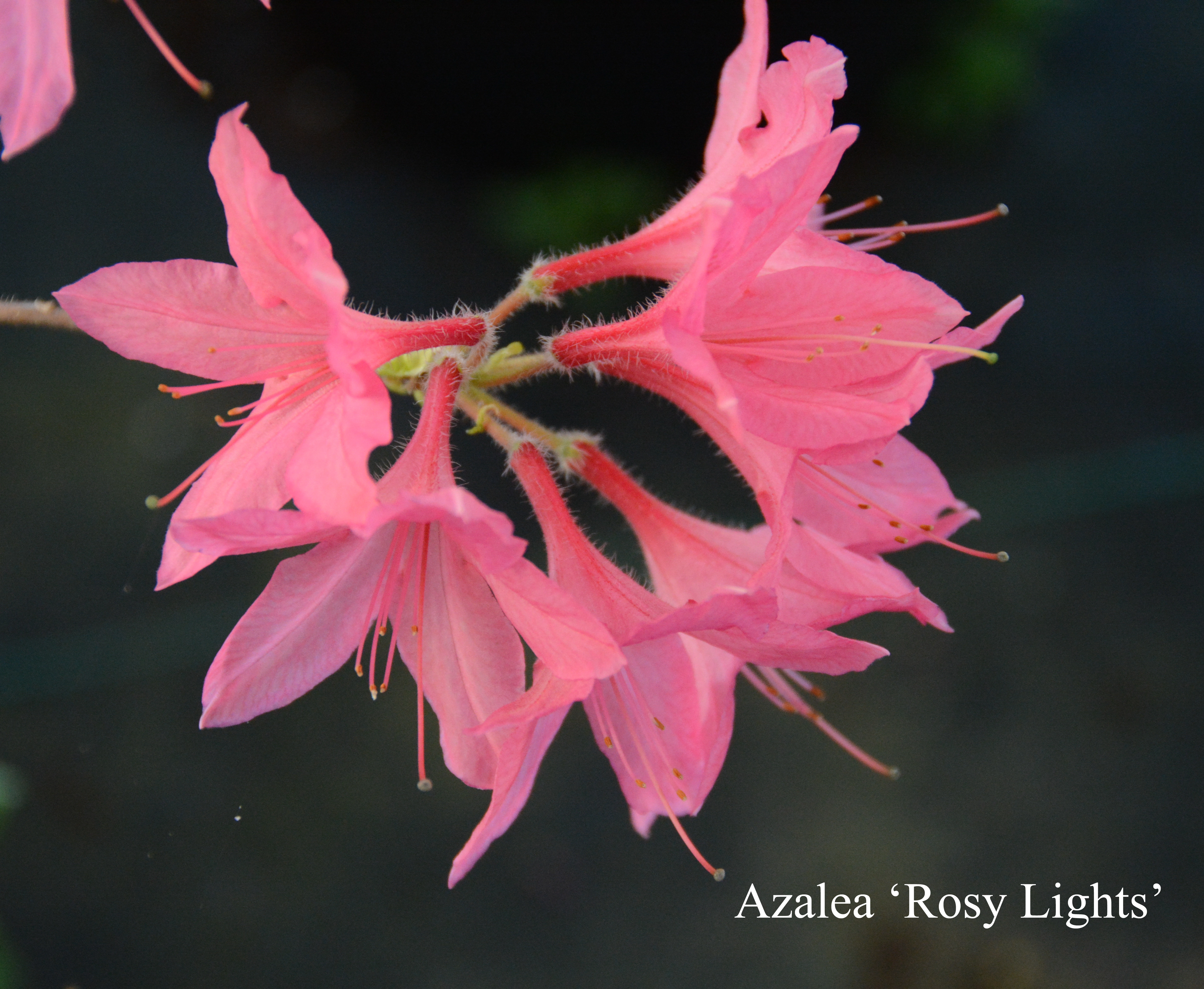 Rhododendron Rosy Lights photo