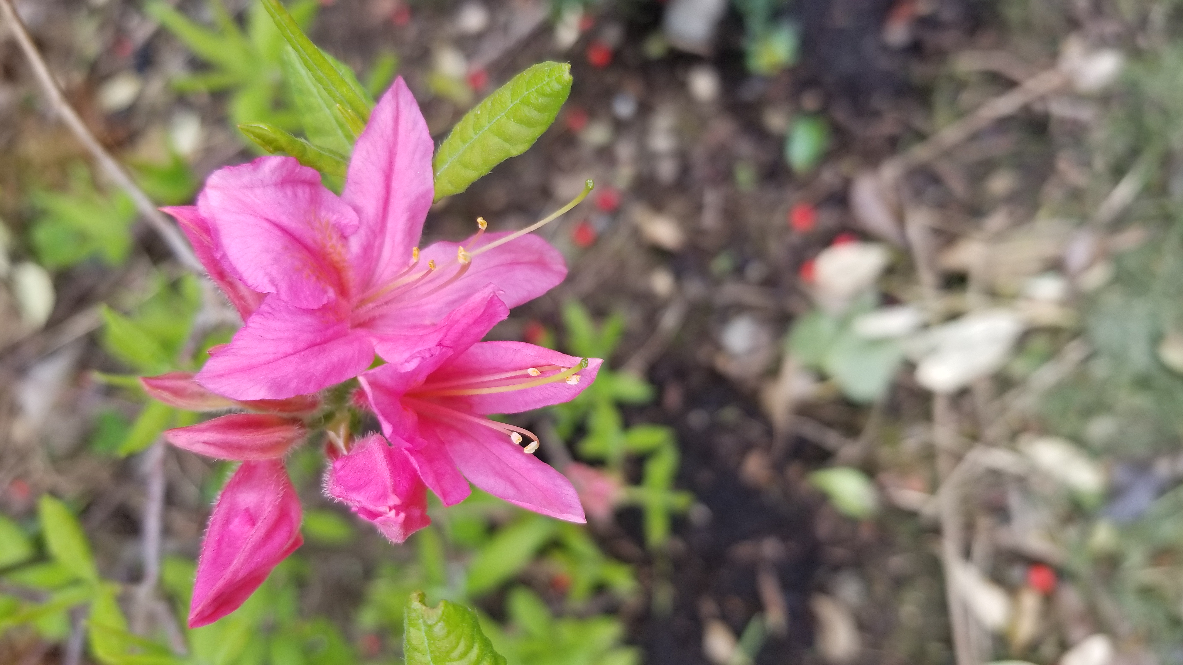 Rhododendron Rosy Lights photo