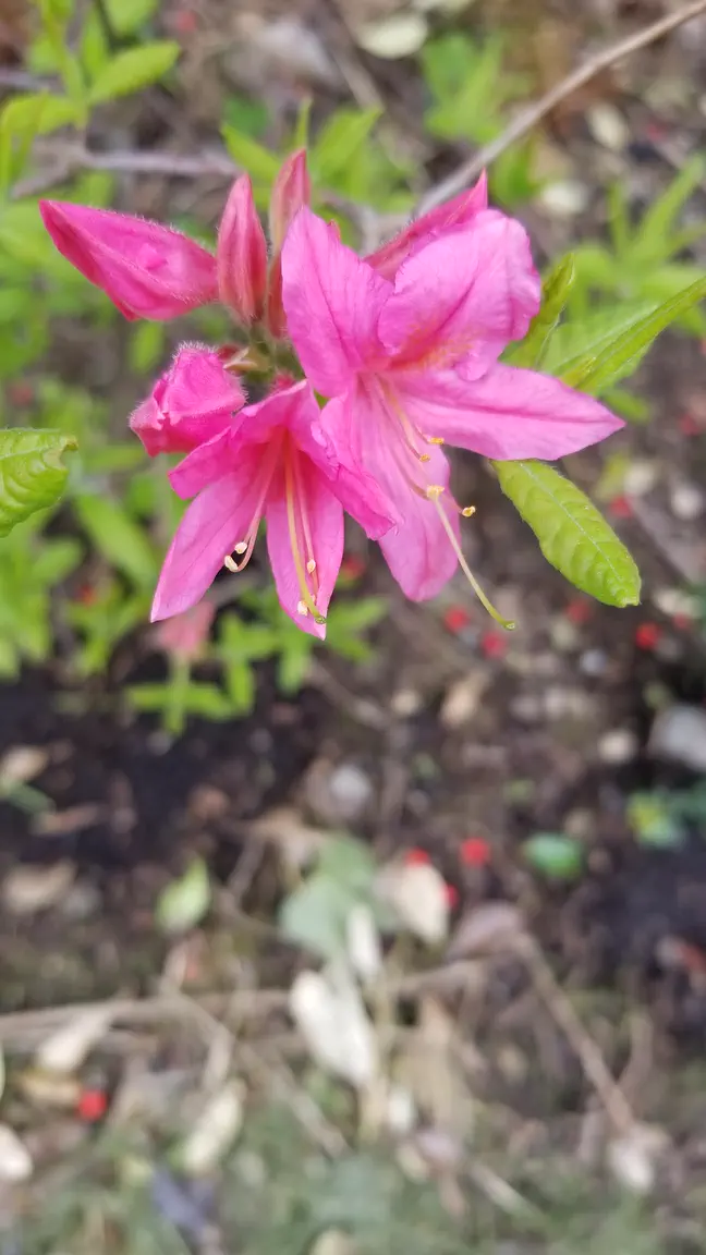 Photo of R. 'Rosy Lights', Deciduous Azalea Hybrid