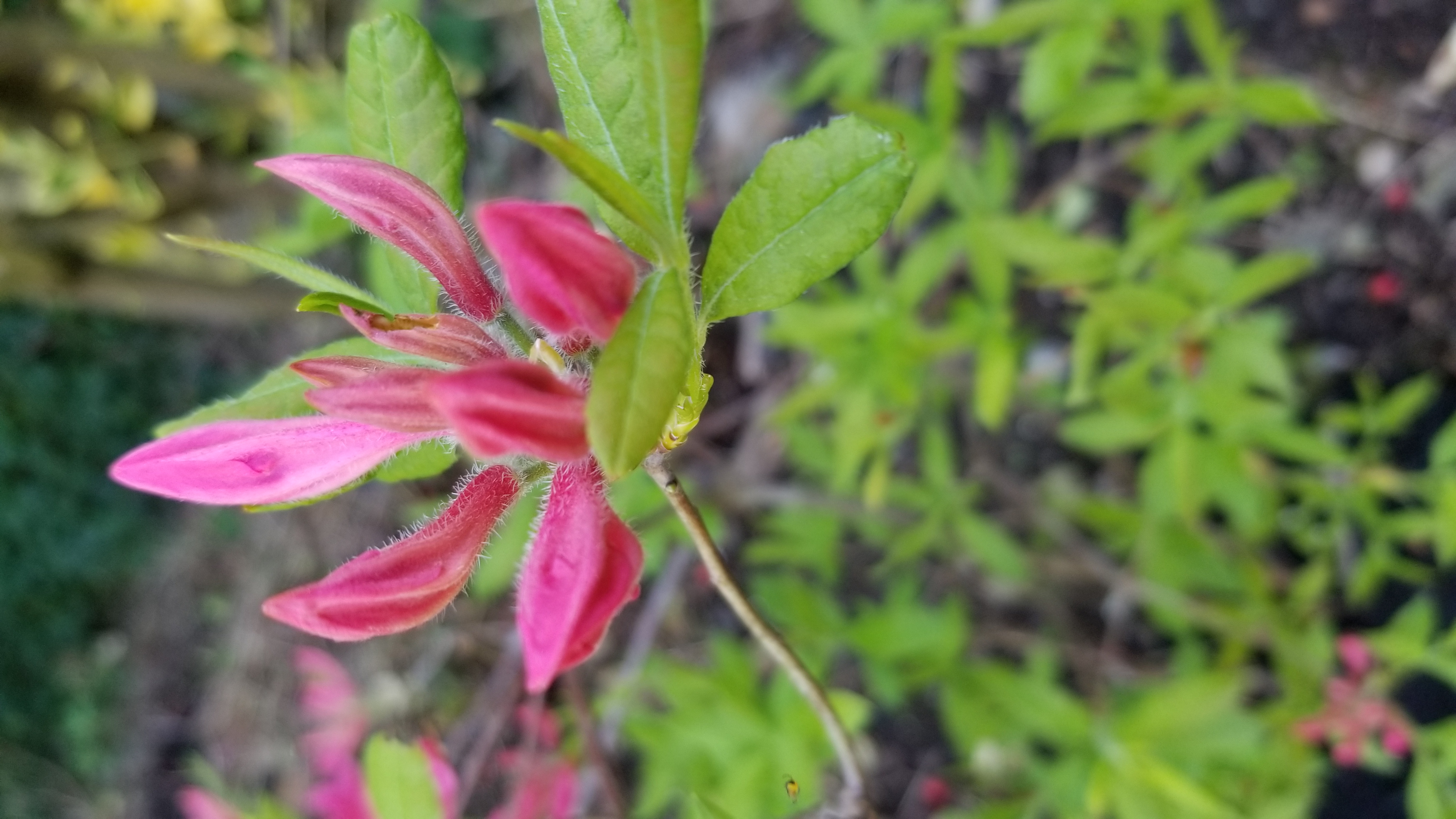 Rhododendron Rosy Lights photo