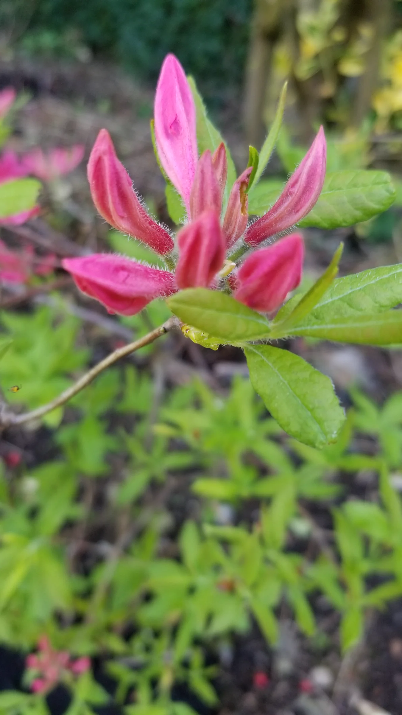 R. 'Rosy Lights' photo of R. 'Rosy Lights'. R. 'Rosy Lights' flowers starting, lime green leaves.. Location: Private Garden Seatac, WA, USA. Photo by: Thatrhodylady