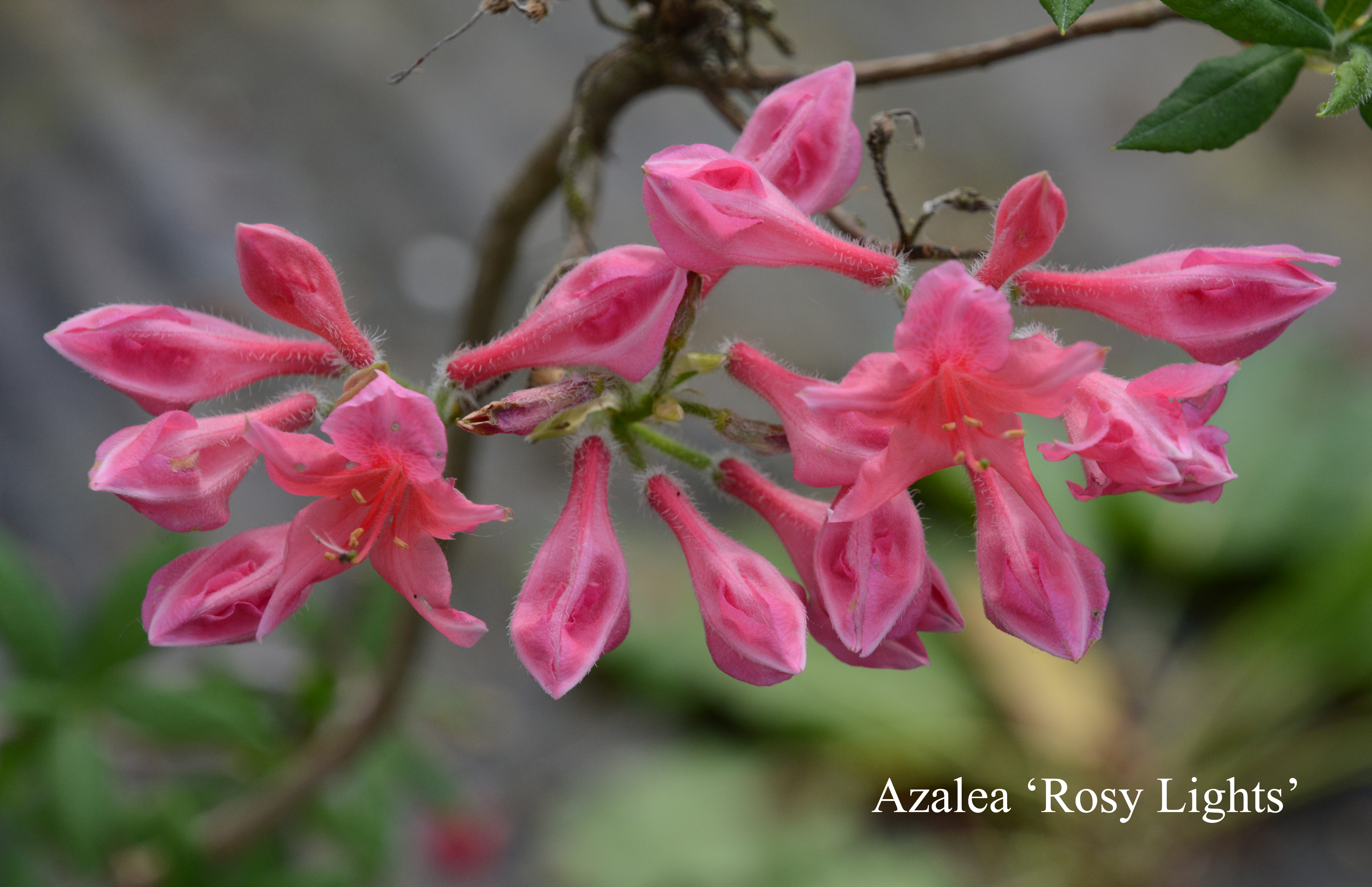 Rhododendron Rosy Lights photo