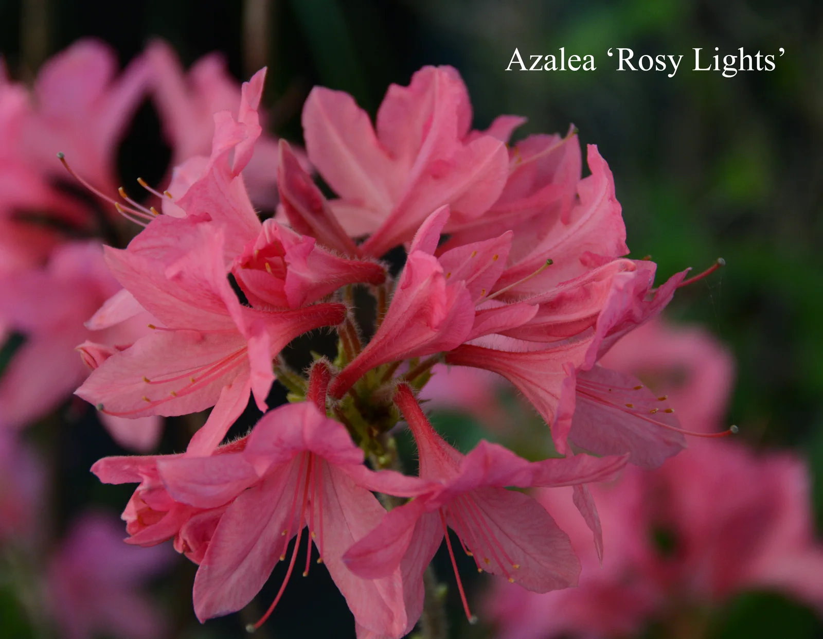 R. 'Rosy Lights' photo of R. 'Rosy Lights'. Location: Fearing's Farm Nursery, Abbotsford, BC, Canada. Photo by: Harold Fearing