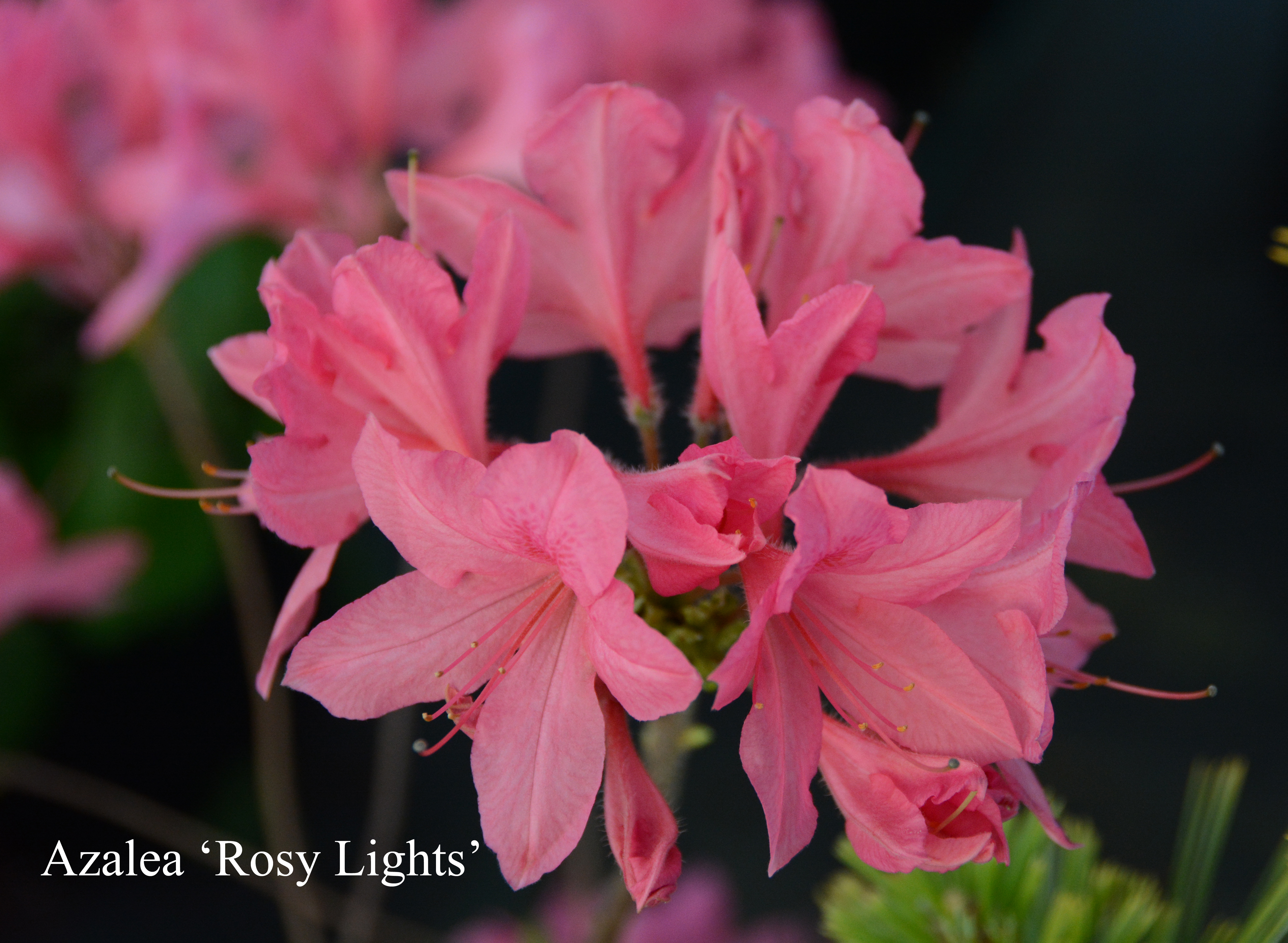 Rhododendron Rosy Lights photo