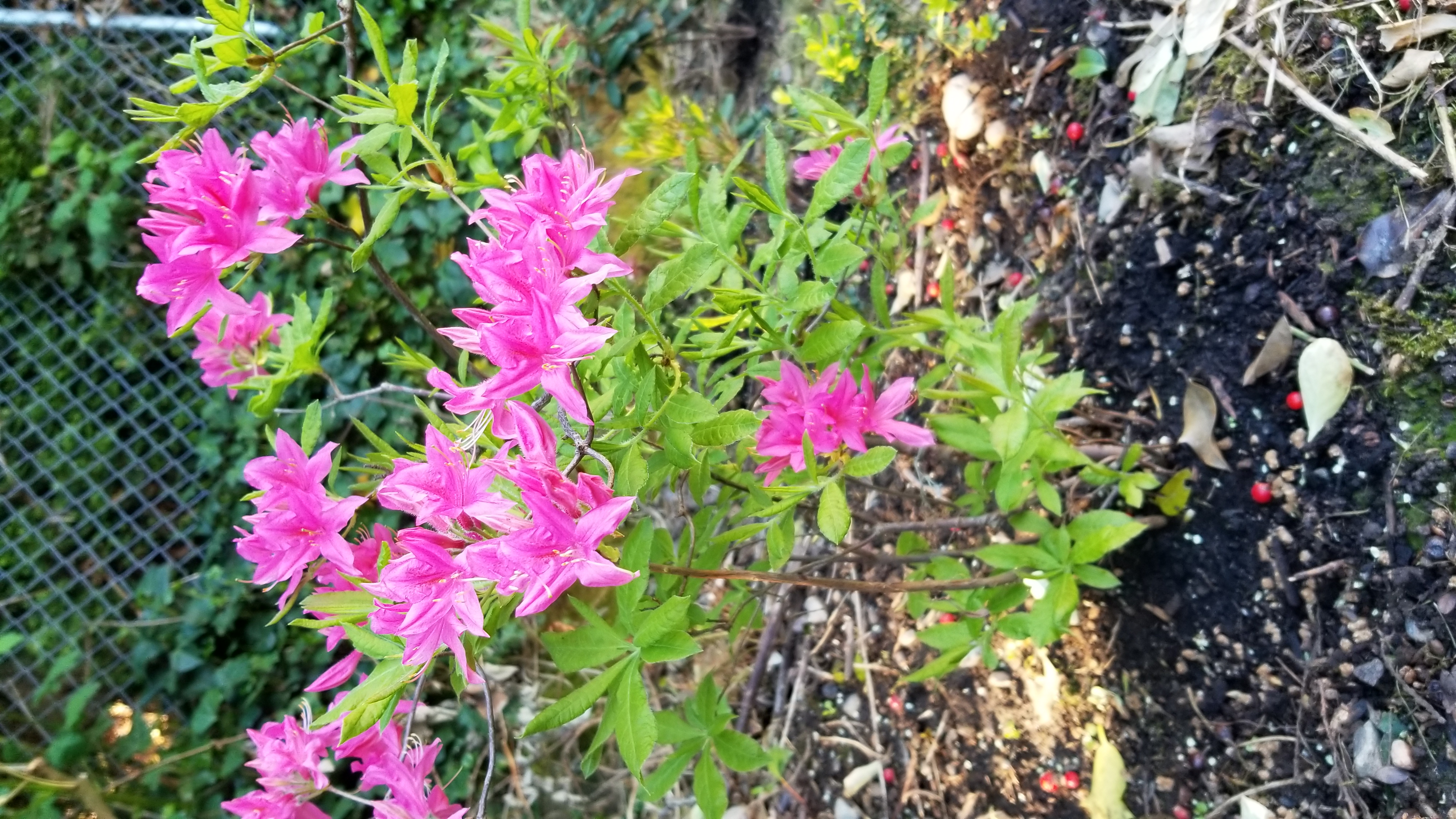 Rhododendron Rosy Lights photo