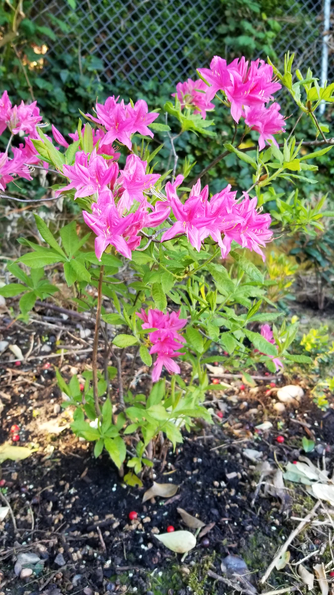R. 'Rosy Lights' photo of R. 'Rosy Lights'. R. 'Rosy Lights' deciduous azalea.. Location: Private Garden Seatac, WA, USA. Photo by: Thatrhodylady
