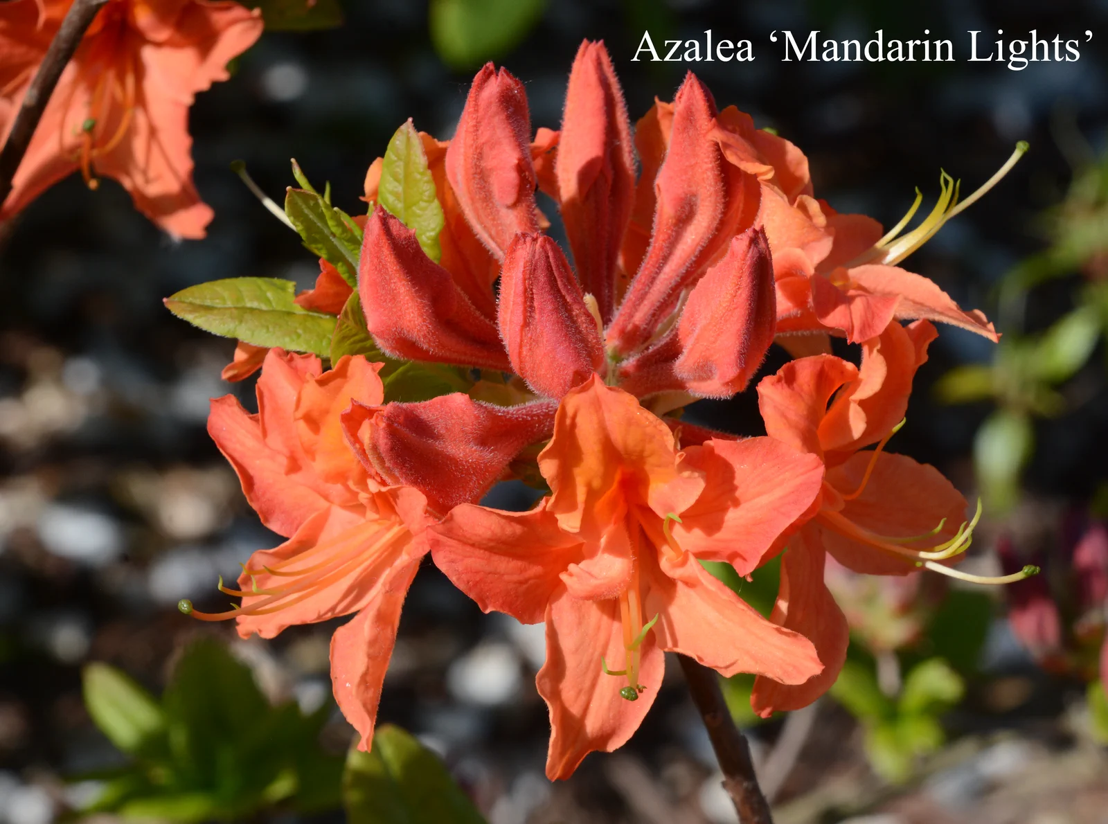 R. 'Mandarin Lights' photo of R. 'Mandarin Lights'. Location: Fearing's Farm Nursery, Abbotsford, BC, Canada. Photo by: Harold Fearing