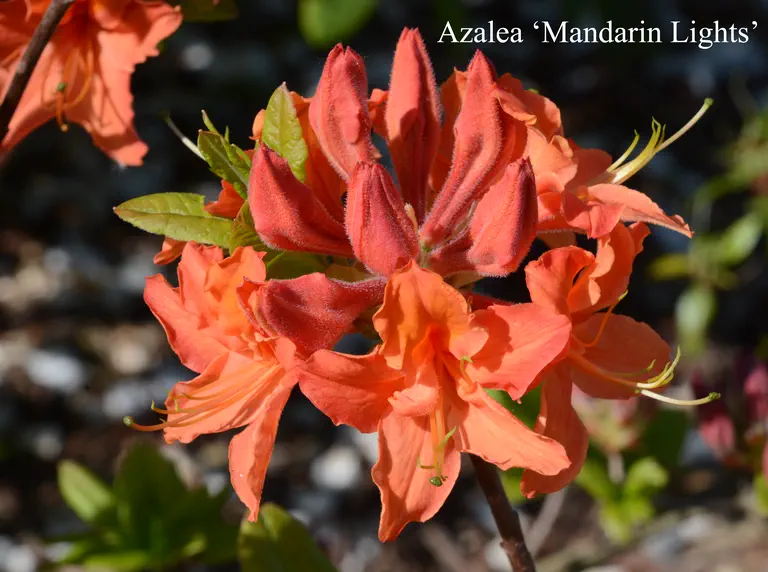 Photo of R. 'Mandarin Lights', Deciduous Azalea Hybrid
