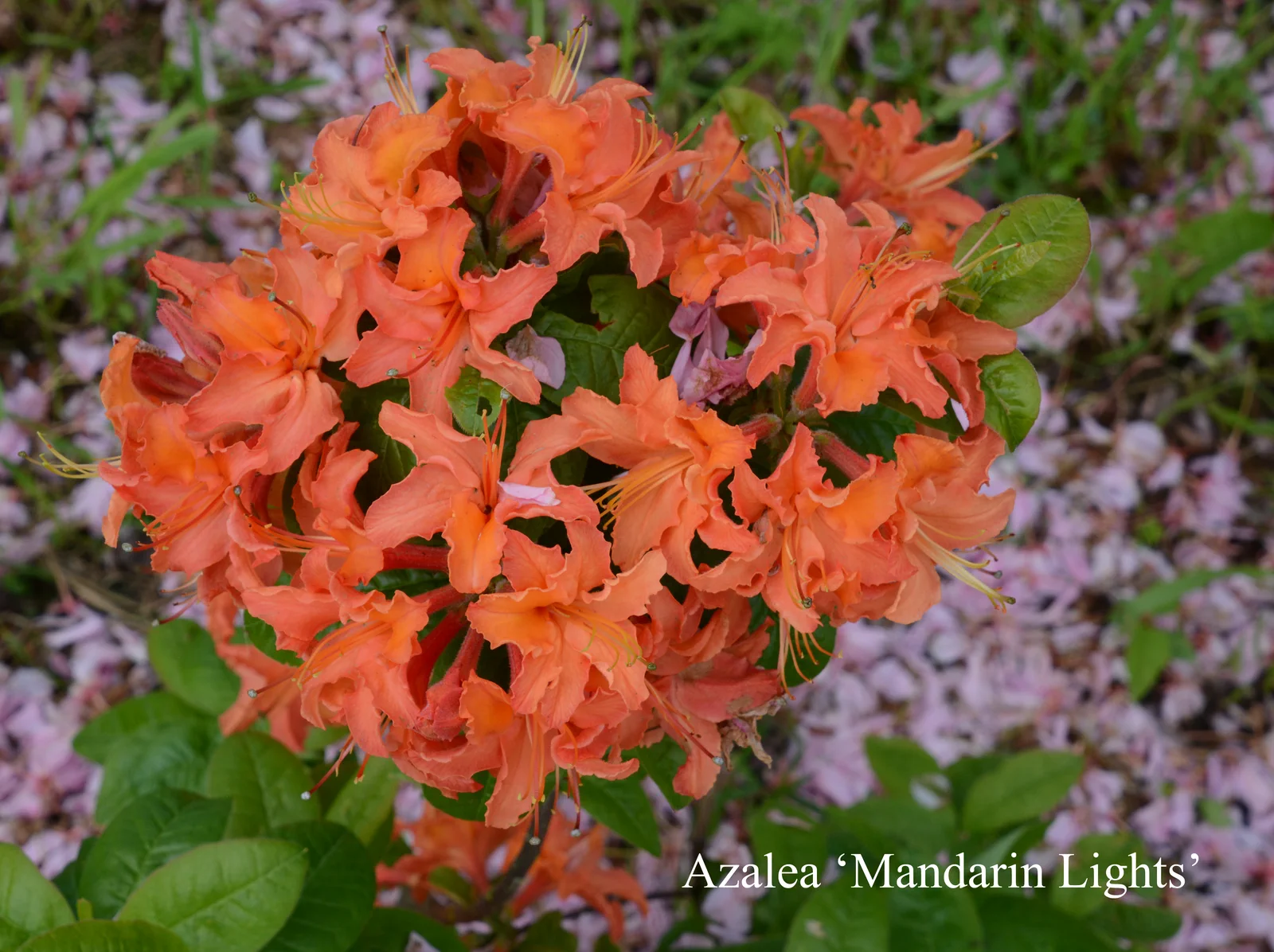 R. 'Mandarin Lights' photo of R. 'Mandarin Lights'. Location: Fearing's Farm Nursery, Abbotsford, BC, Canada. Photo by: Harold Fearing
