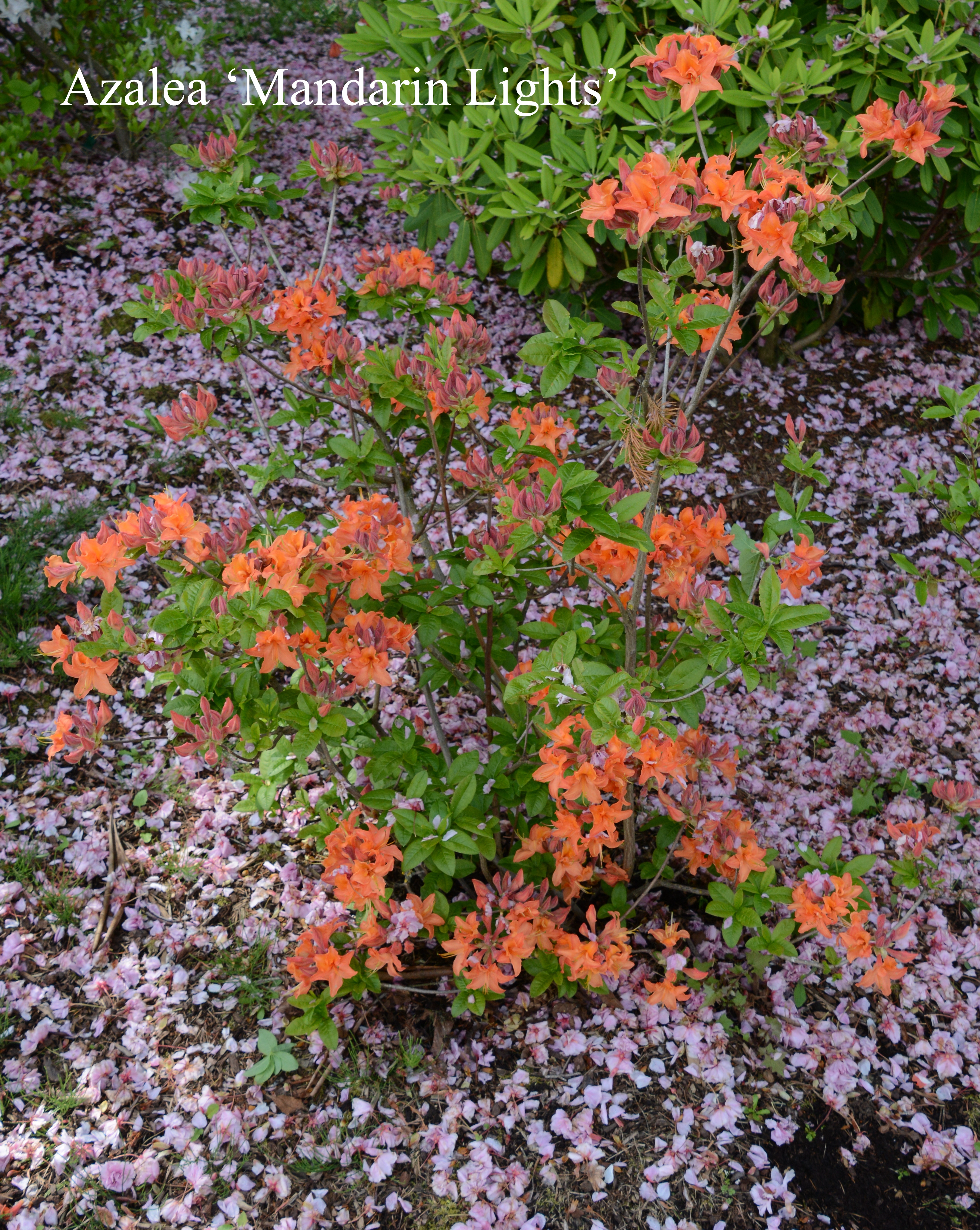 Rhododendron Mandarin Lights photo