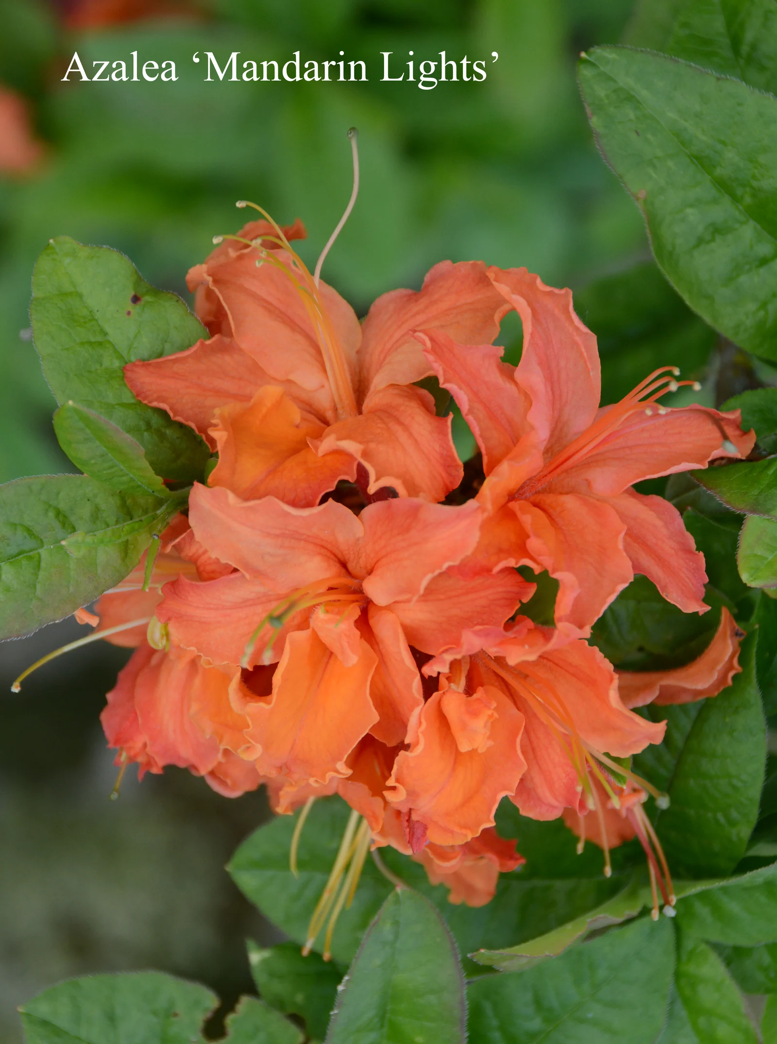 R. 'Mandarin Lights' photo of R. 'Mandarin Lights'. Location: Fearing's Farm Nursery, Abbotsford, BC, Canada. Photo by: Harold Fearing