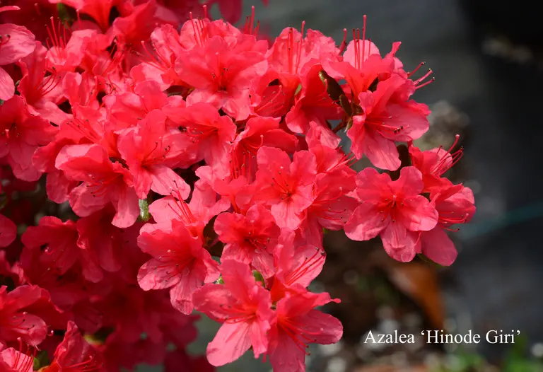 Photo of R. 'Hinodegiri', Evergreen Azalea Hybrid
