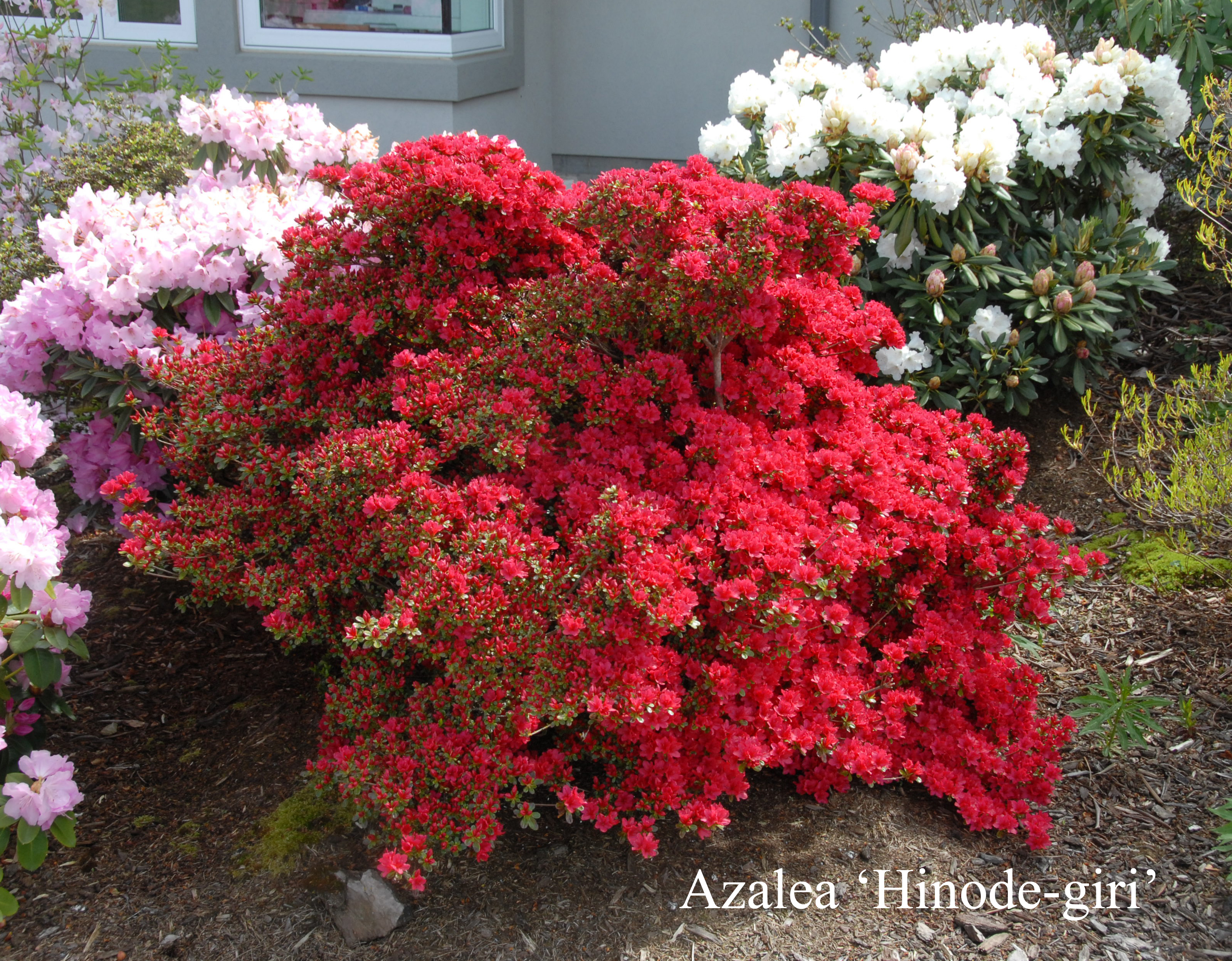 Rhododendron Hinodegiri photo