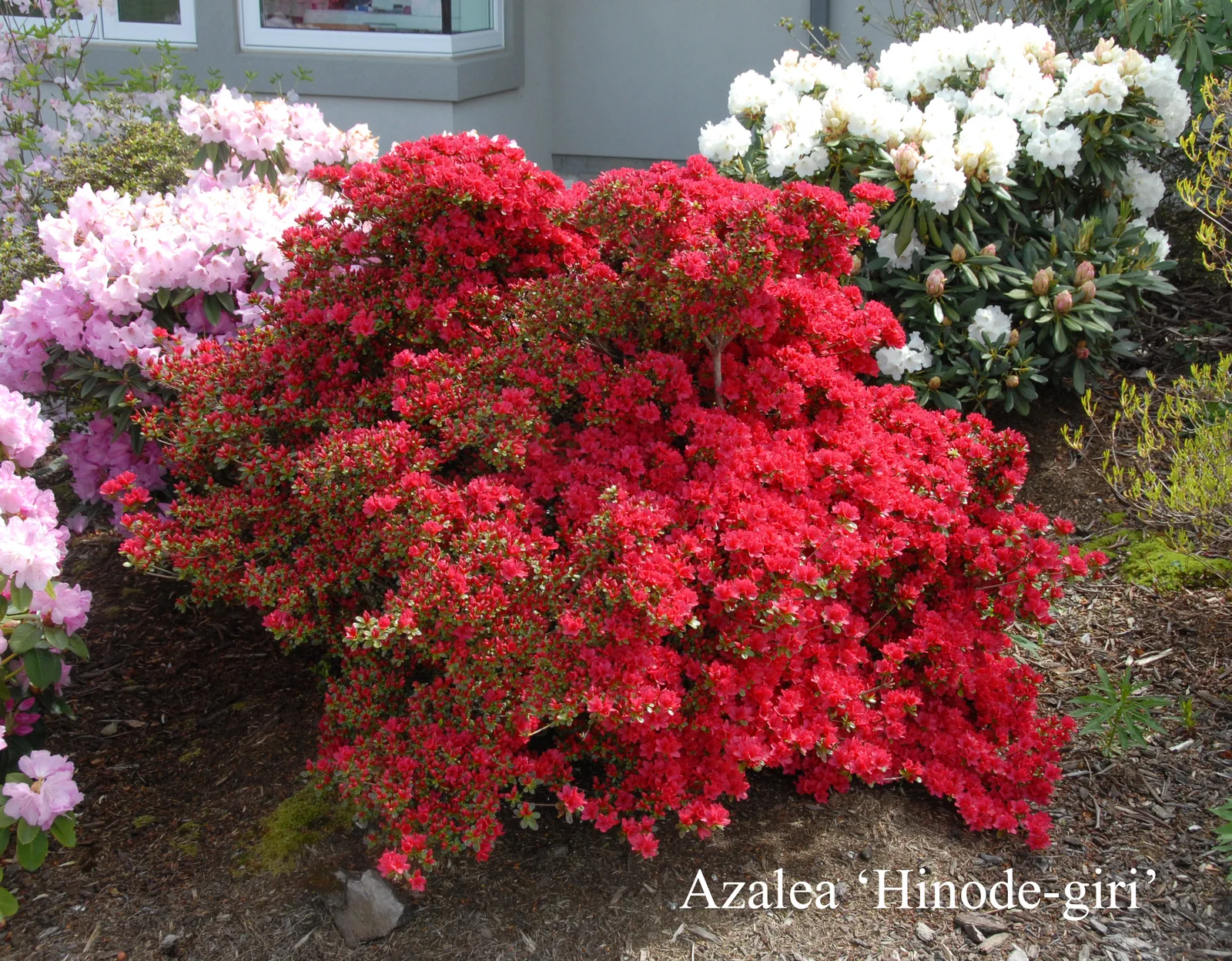 R. 'Hinodegiri' photo of R. 'Hinodegiri'. Location: Fearing's Farm Nursery, Abbotsford, BC, Canada. Photo by: Harold Fearing