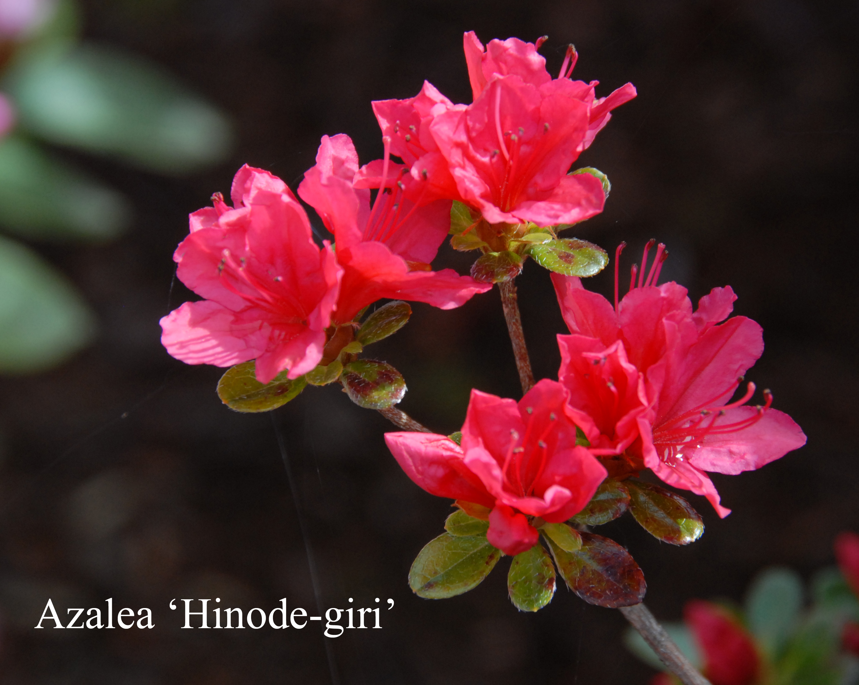 Rhododendron Hinodegiri photo